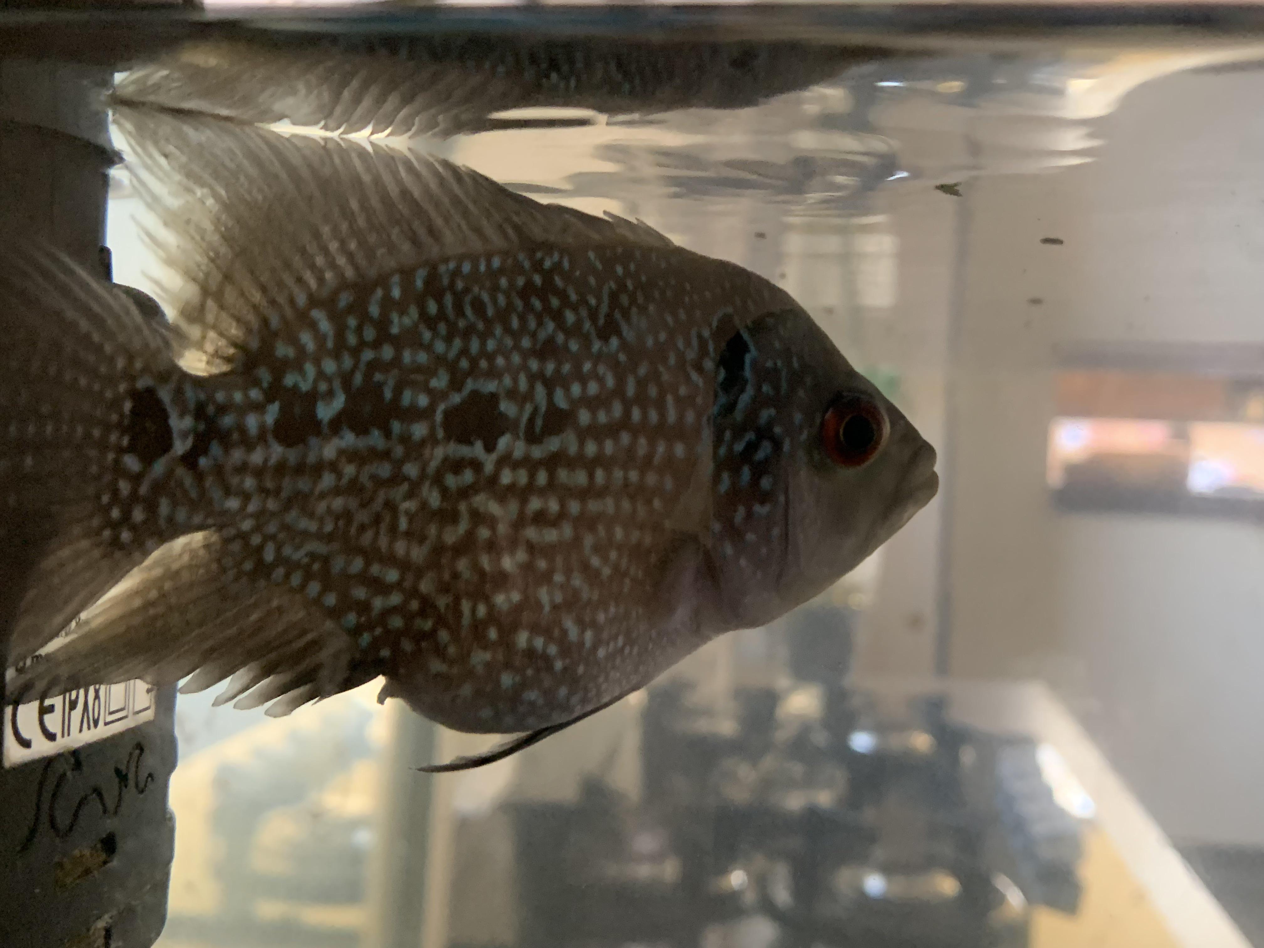 How long does it take for flowerhorns to lay eggs? r/aquarium