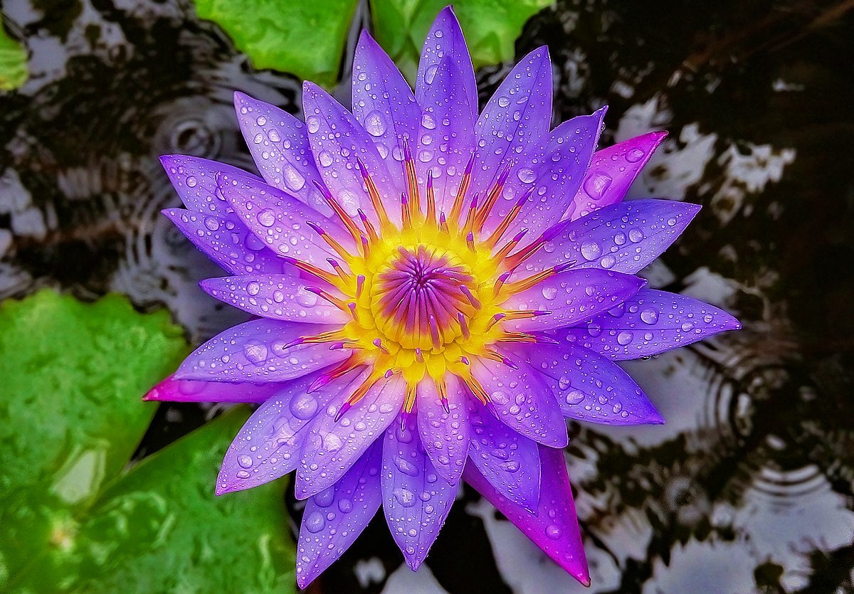 🔥 The Egyptian Lotus is a sacred lotus and means rebirth in Egyptian