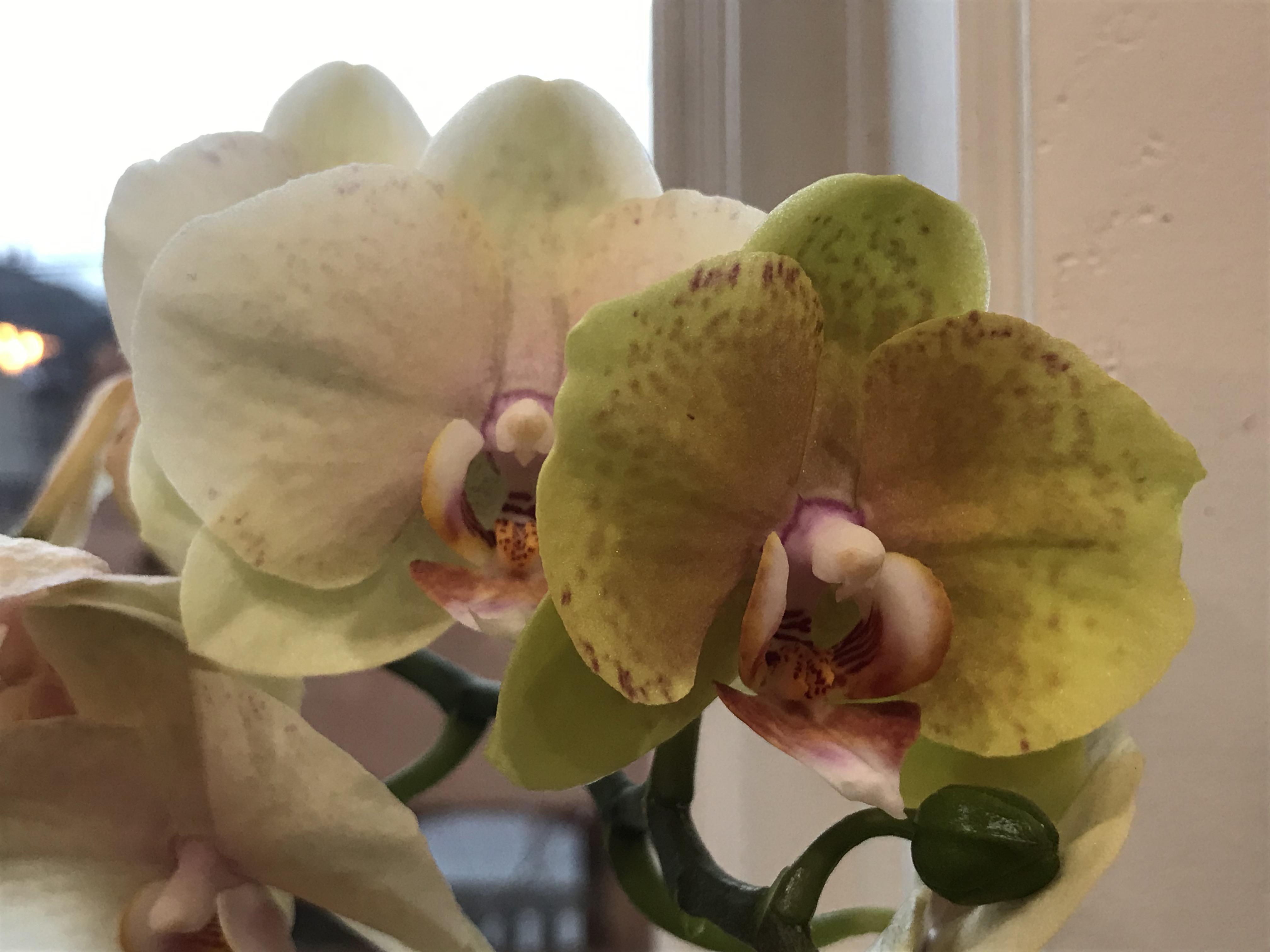 Color difference between a three month old blossom (behind) and day old