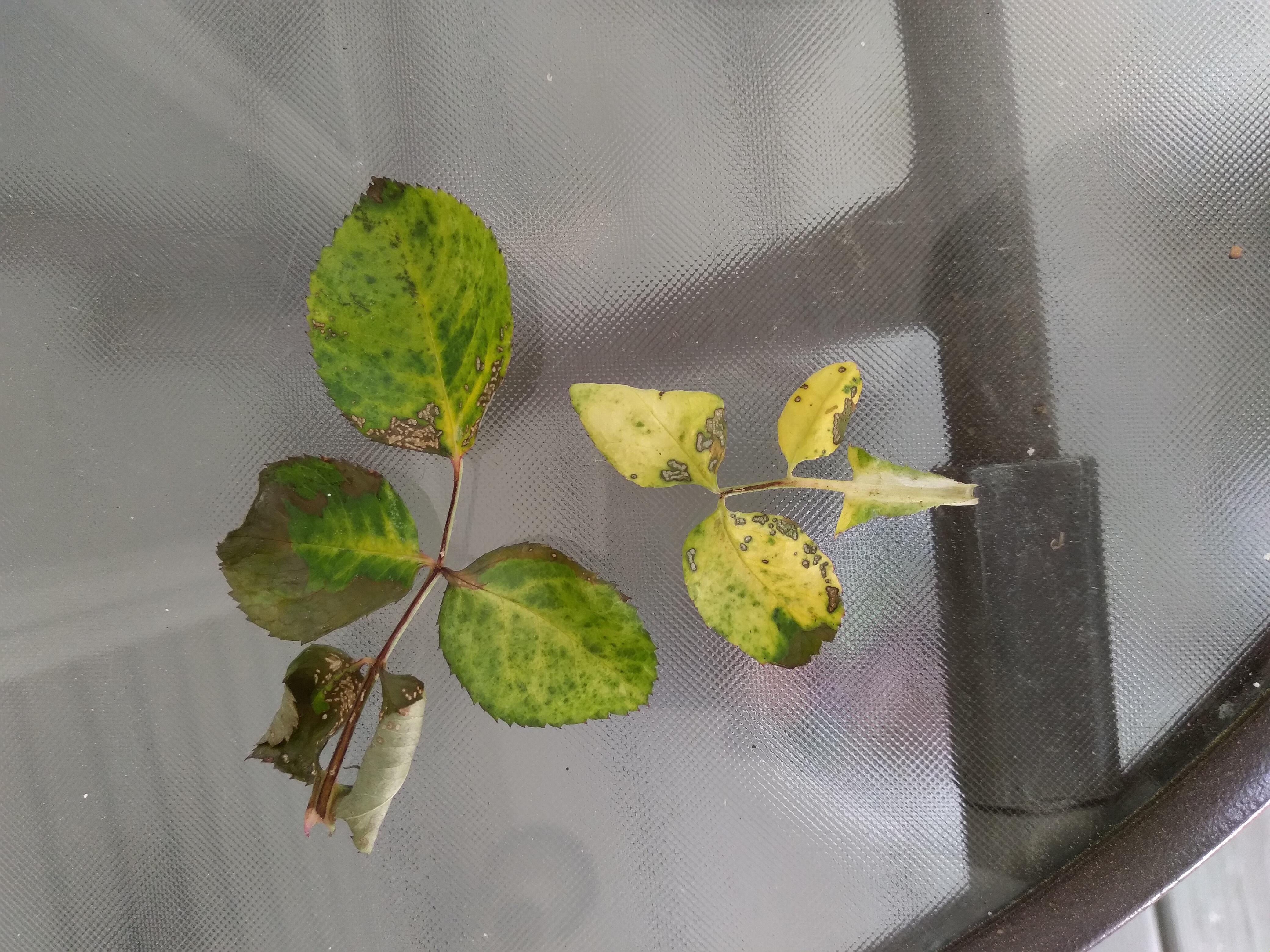 My roses leaves are falling off and I don't know why. Please help? r