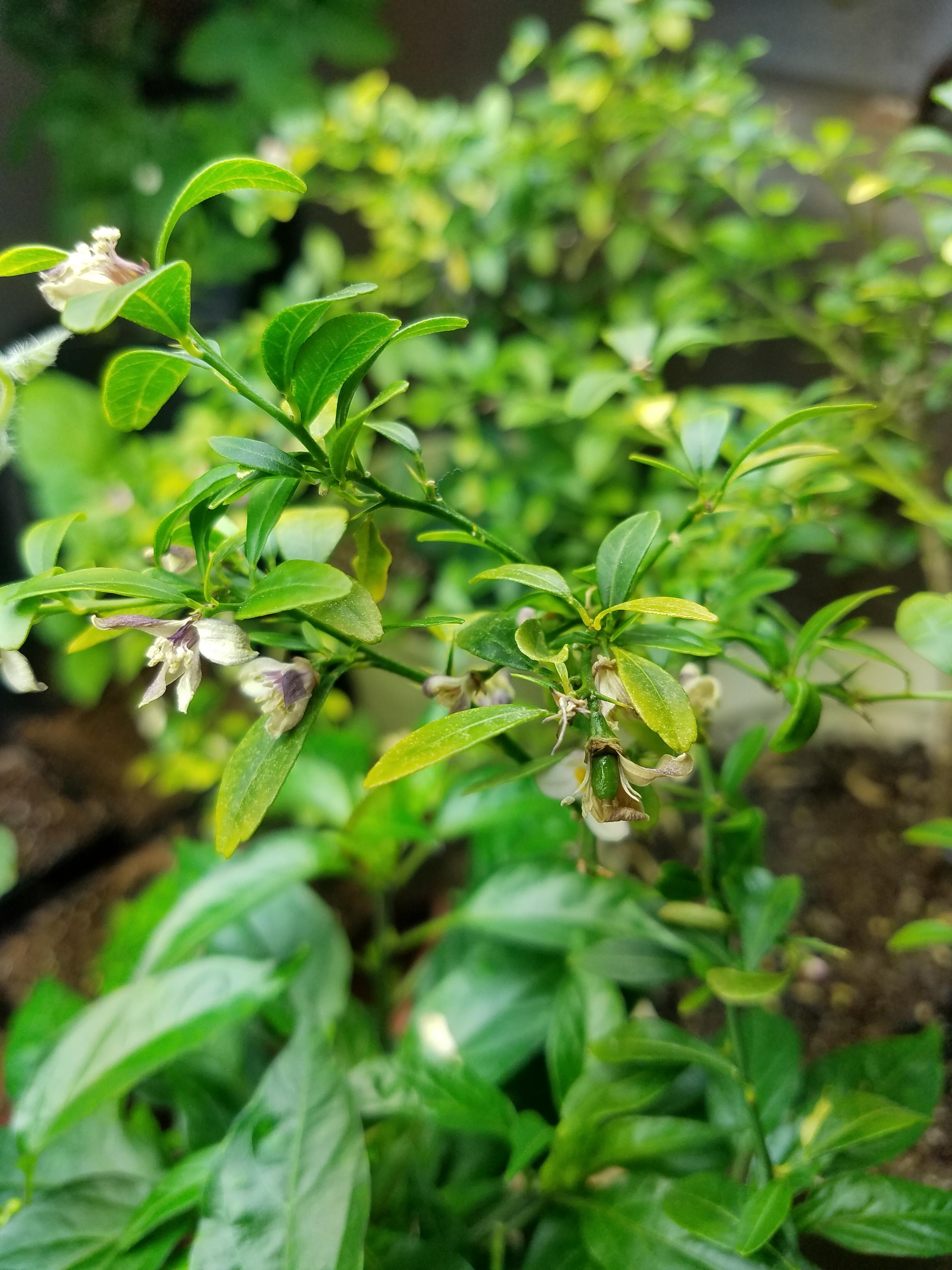 My red lime tree is finally pregnant! Only 9 months to wait! r/Citrus