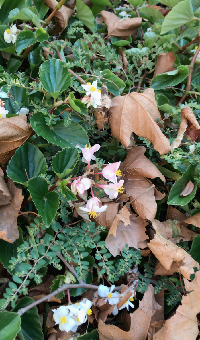 Plant ID, photo was taken in early October, zone 6. Thank you in