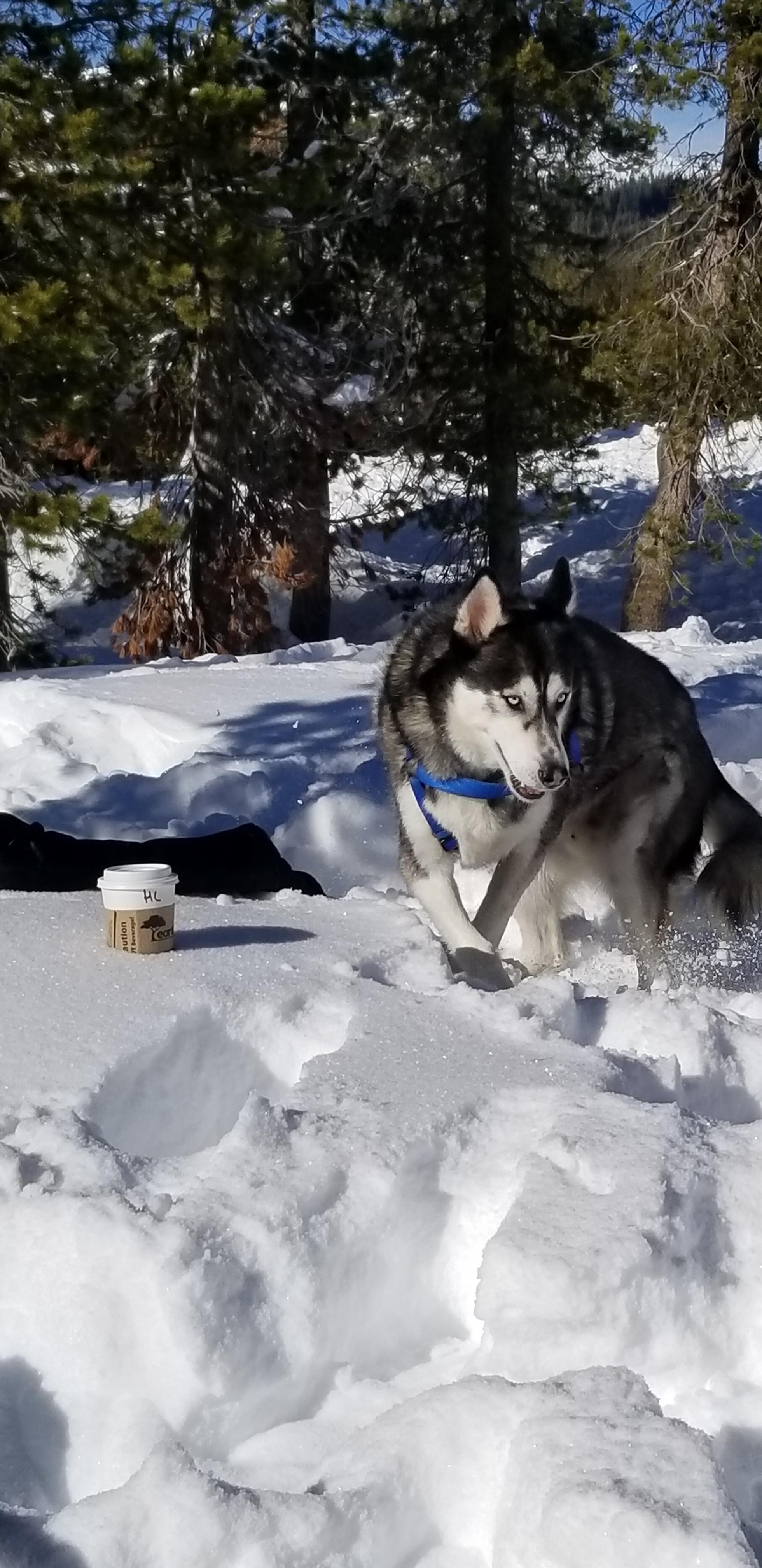 Wife took a great shot of our Siberian Husky, Samurai