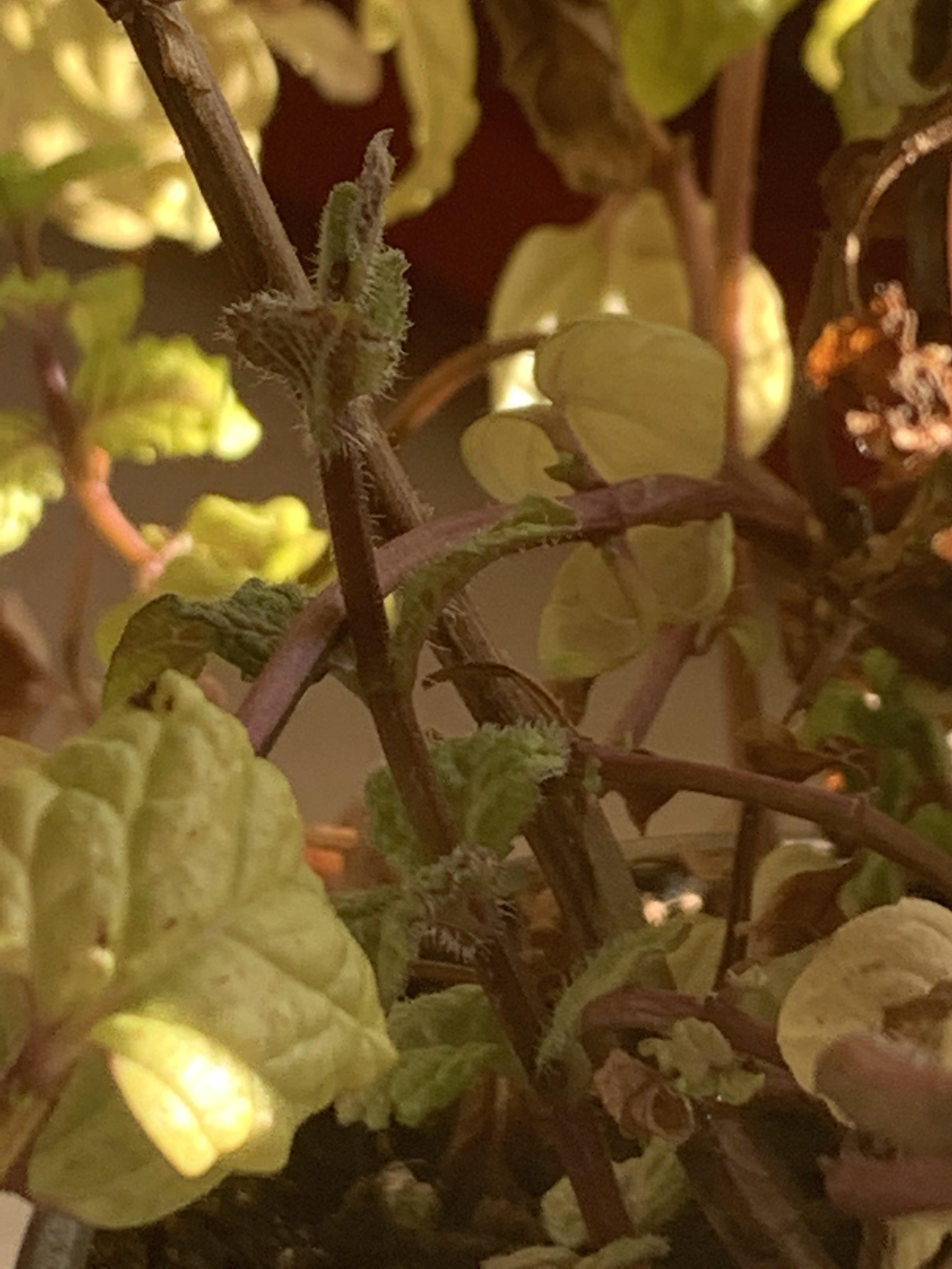 My mints have purple stems and it’s fuzzy. Should I replant