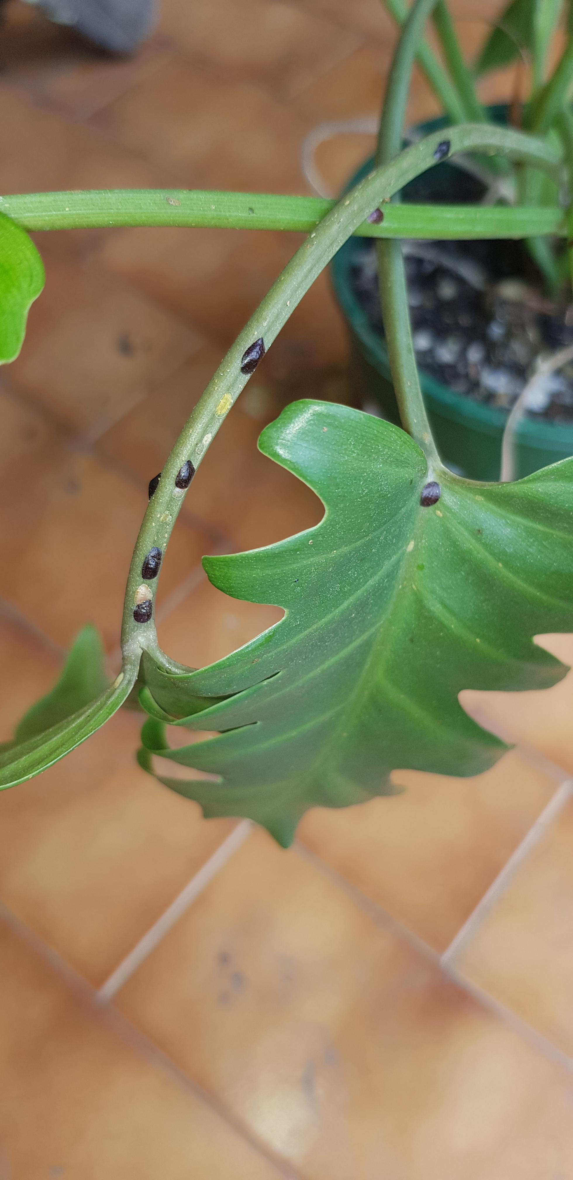 Hi everyone, I'm new to this group, I don't know what these little