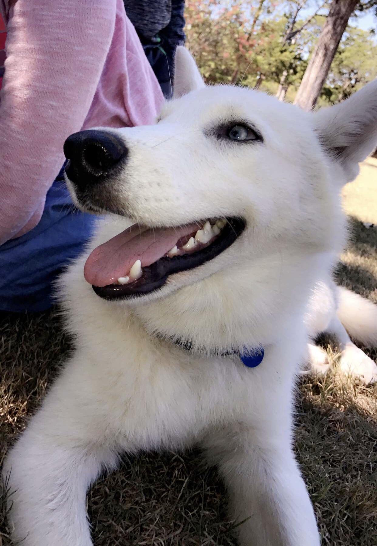 Meet Hierra! She is half wolf half husky! r/aww