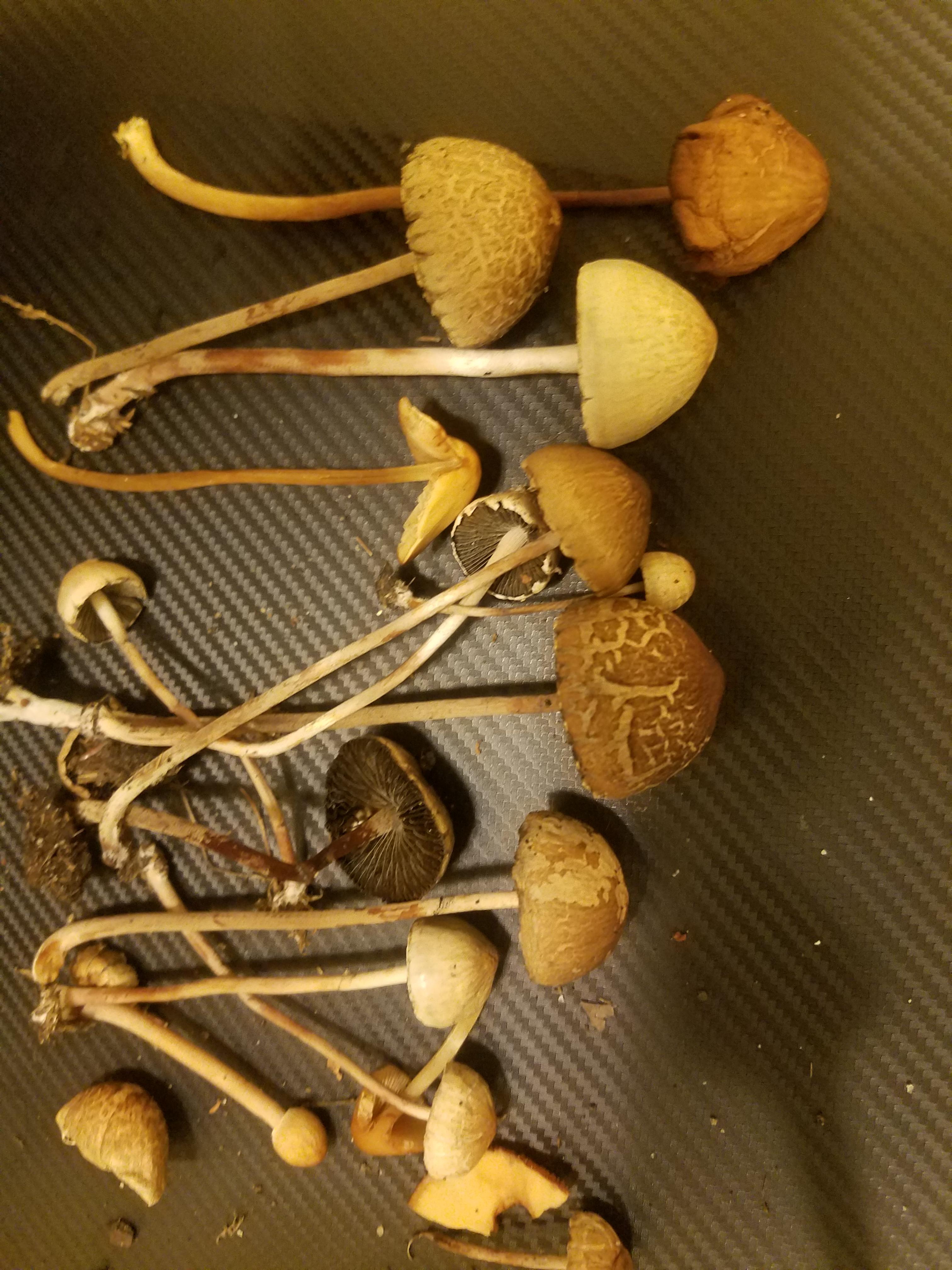 Can anyone help me identify these mushrooms they were found on horse