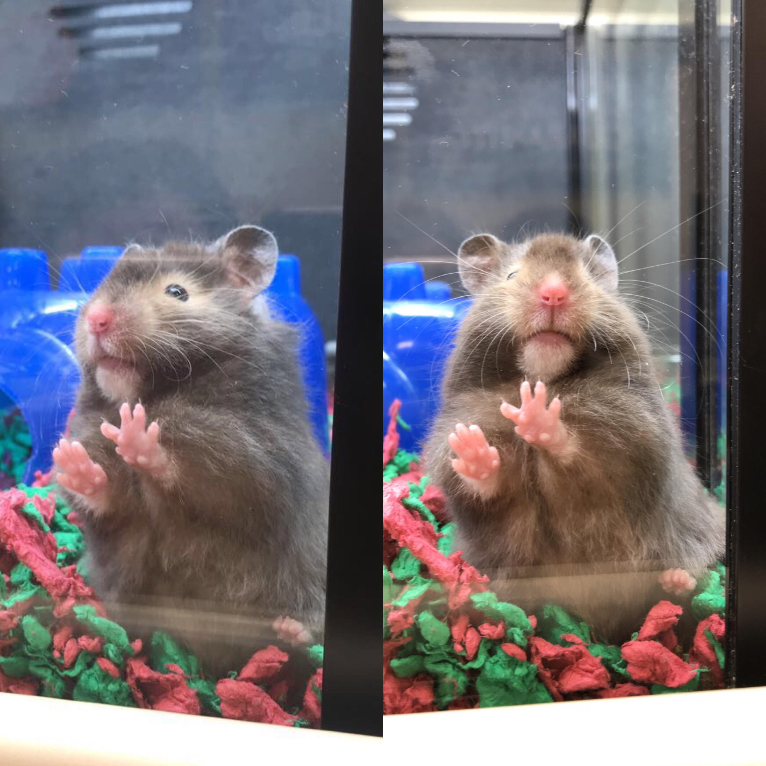 My friend’s new hamster! r/LilGrabbies