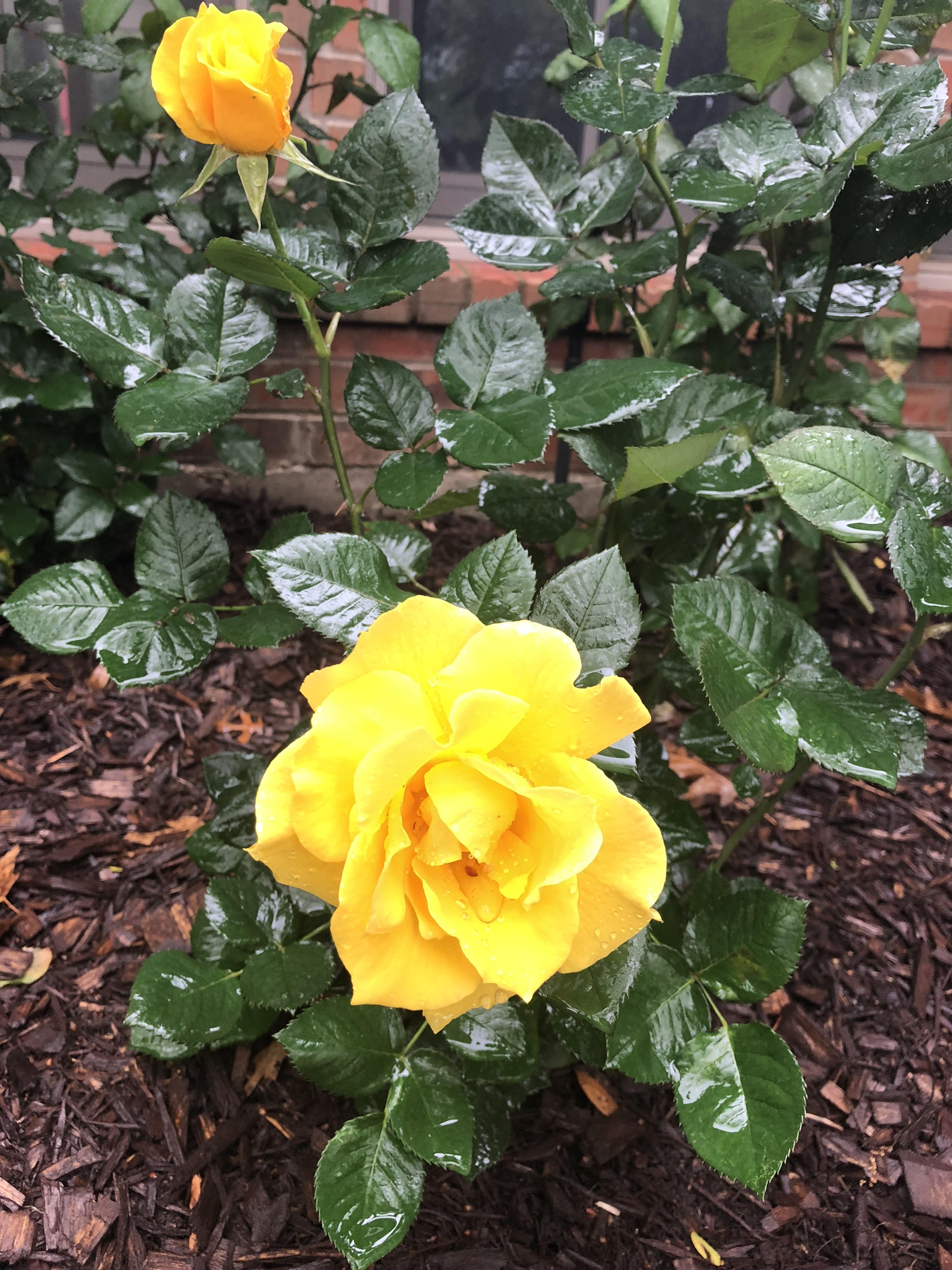 First rose blooms of the season! Midas Touch hybrid tea roses r/gardening