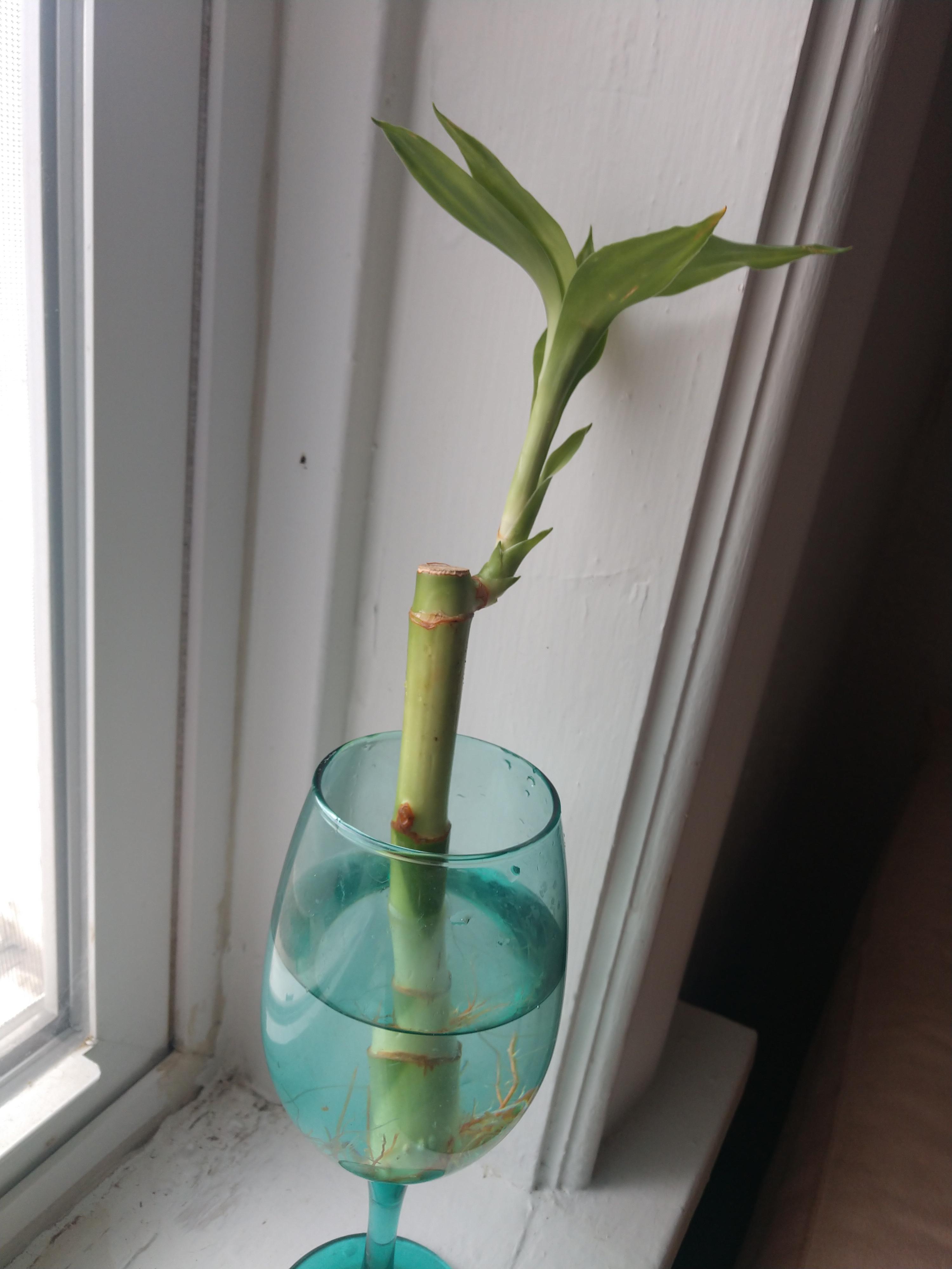 Lucky Bamboo (semiaquatic) 3 each r/AquaSwap