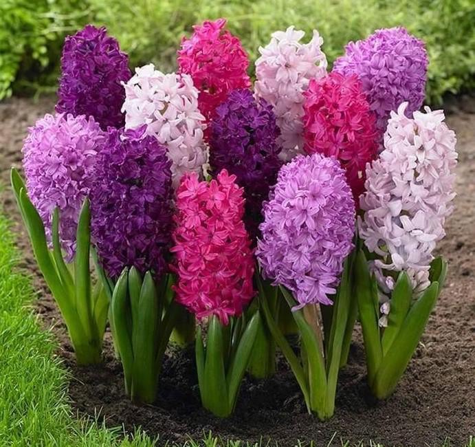 Purple, Pink And White Hyacinths r/flowers