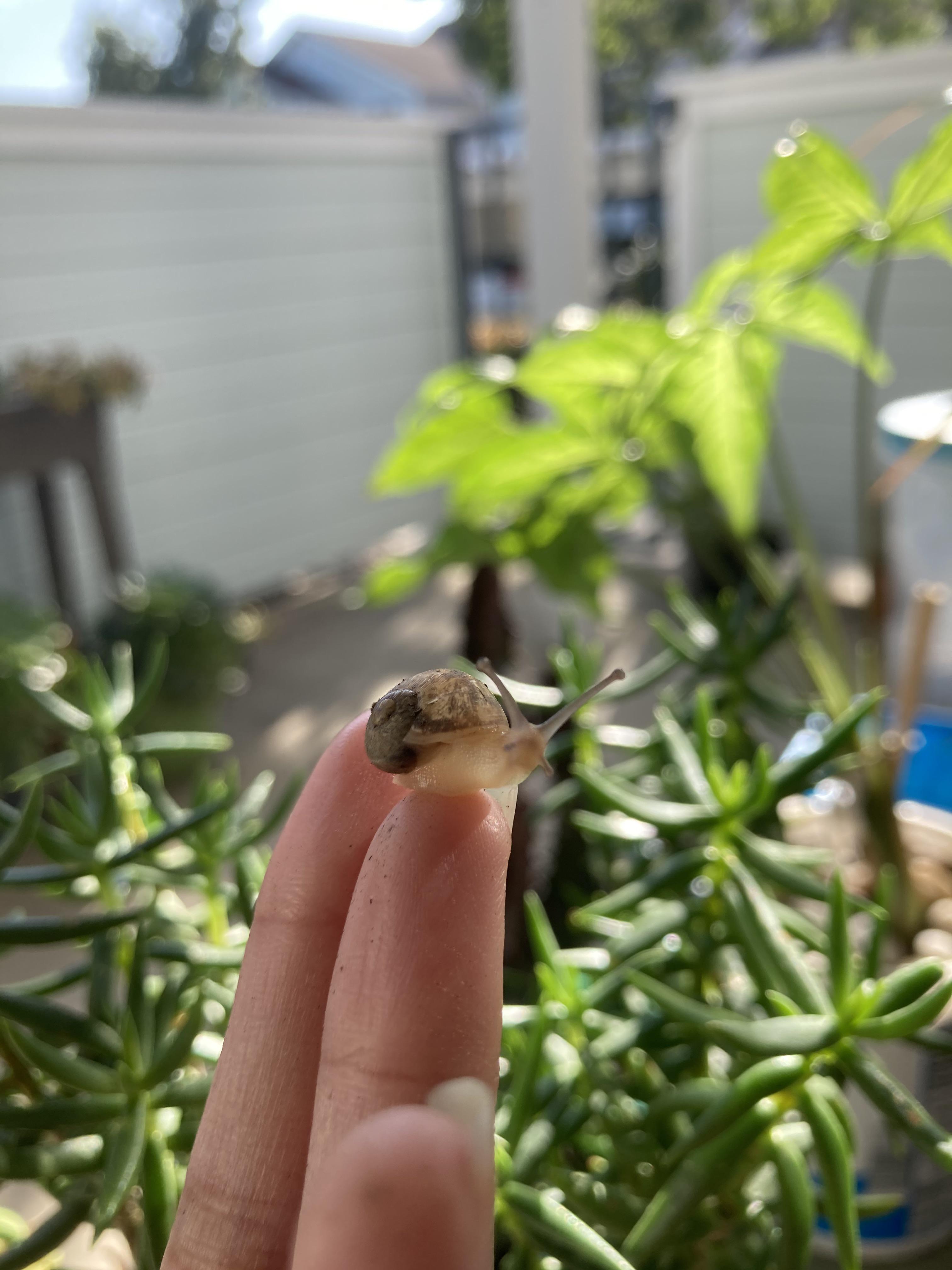 Margaret, the baby garden snail r/tinyanimalsonfingers