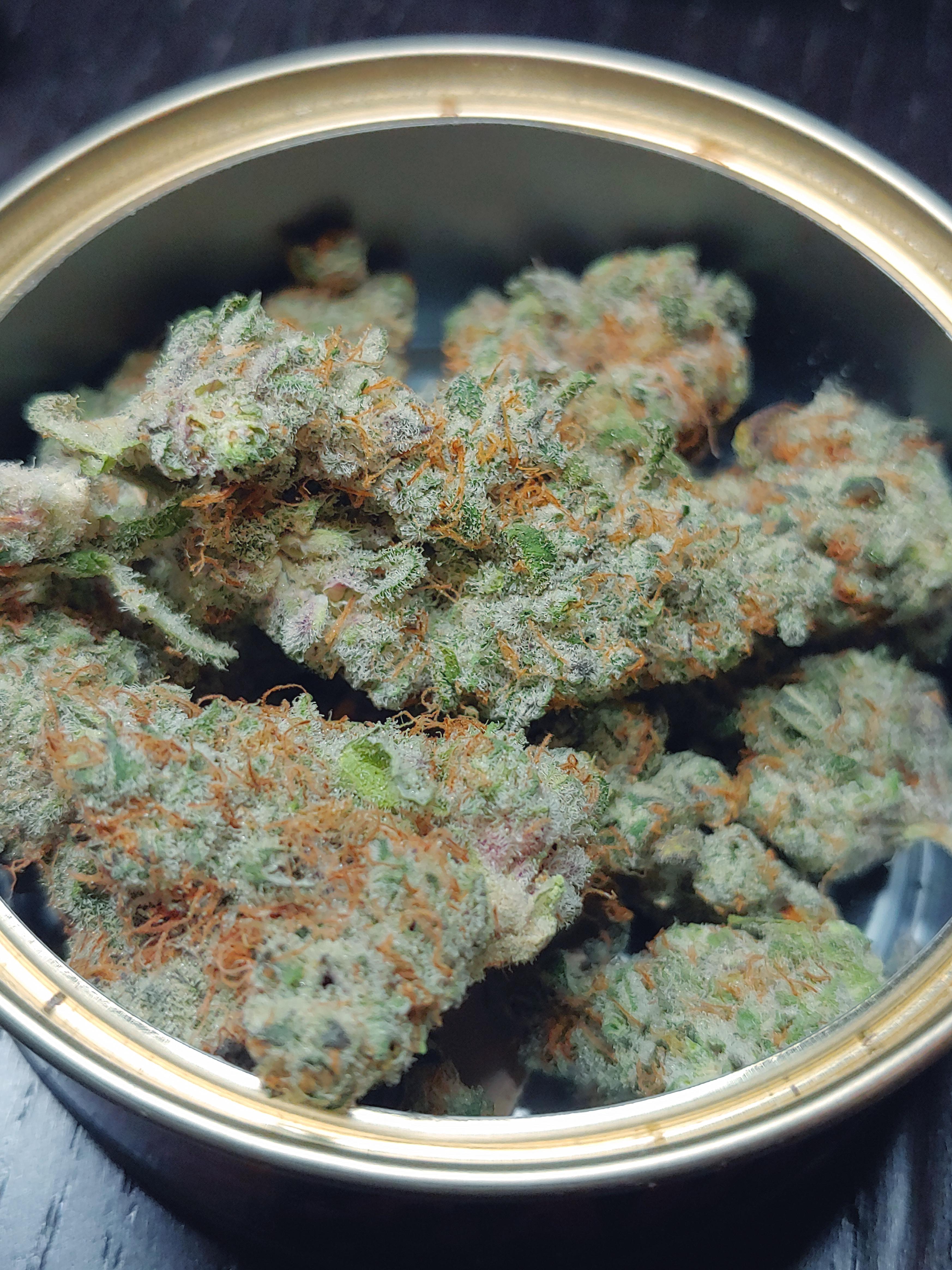 Black Garlic Gas Garden Nov. 2019 MOMpics