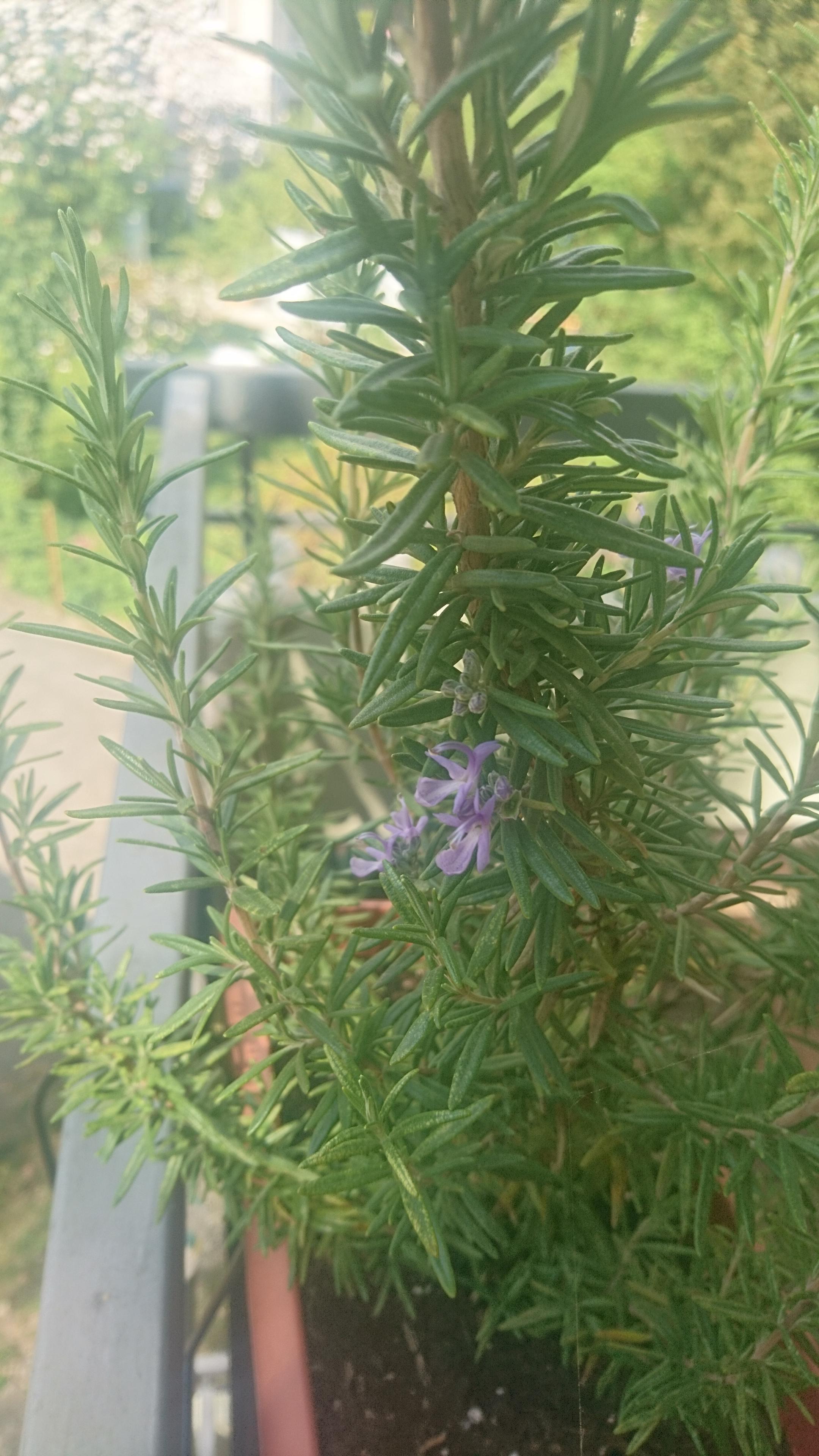 My rosemary just bloomed! I never knew how beautiful they look r