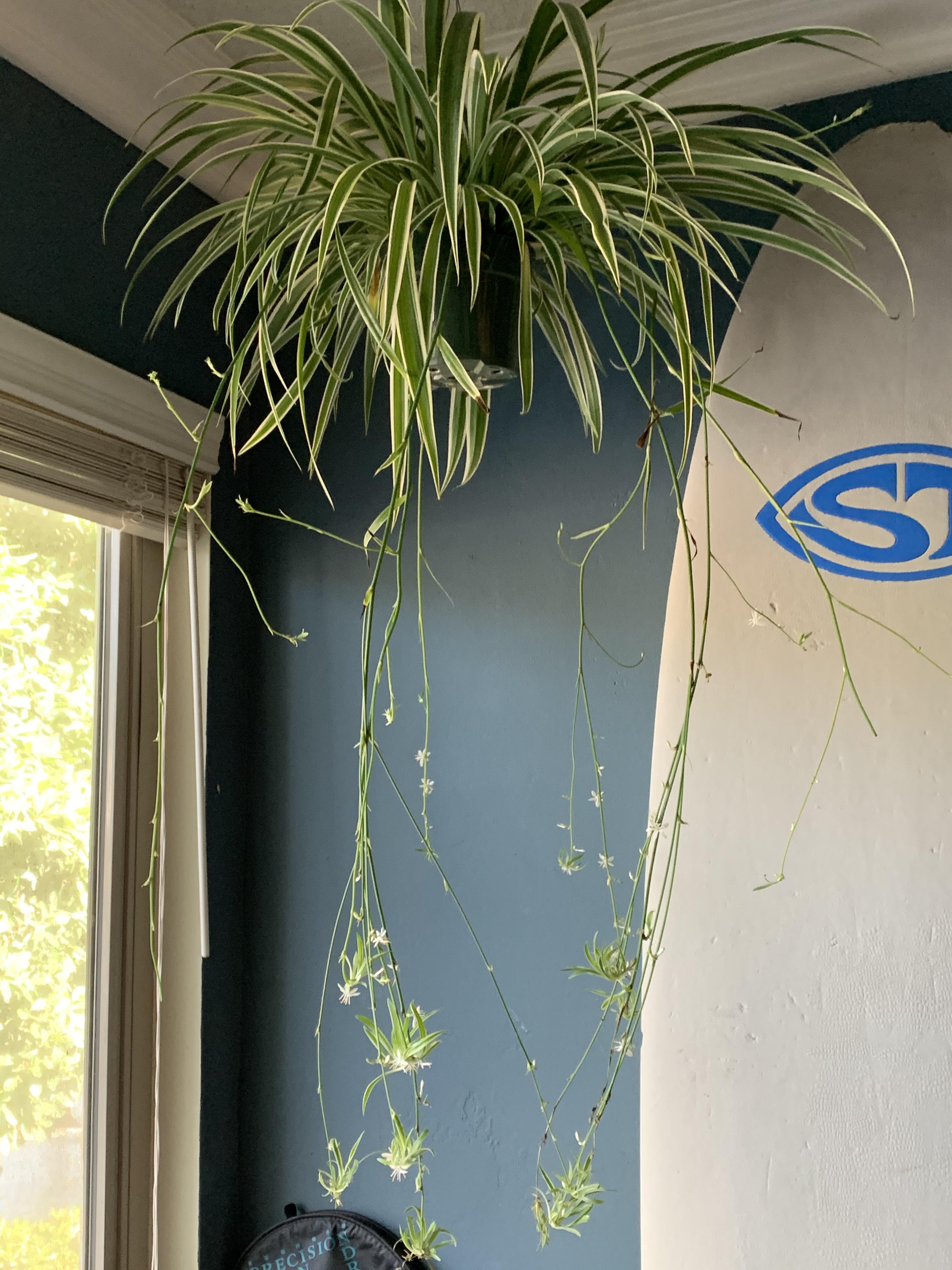 My hanging spider plant has tons of baby spiders!