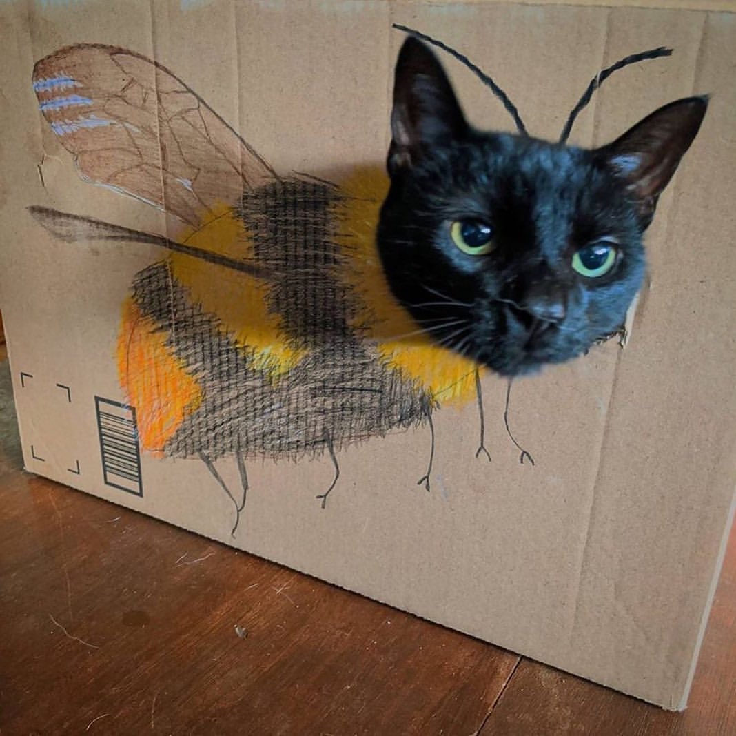 Cutest bee 🐝 cats