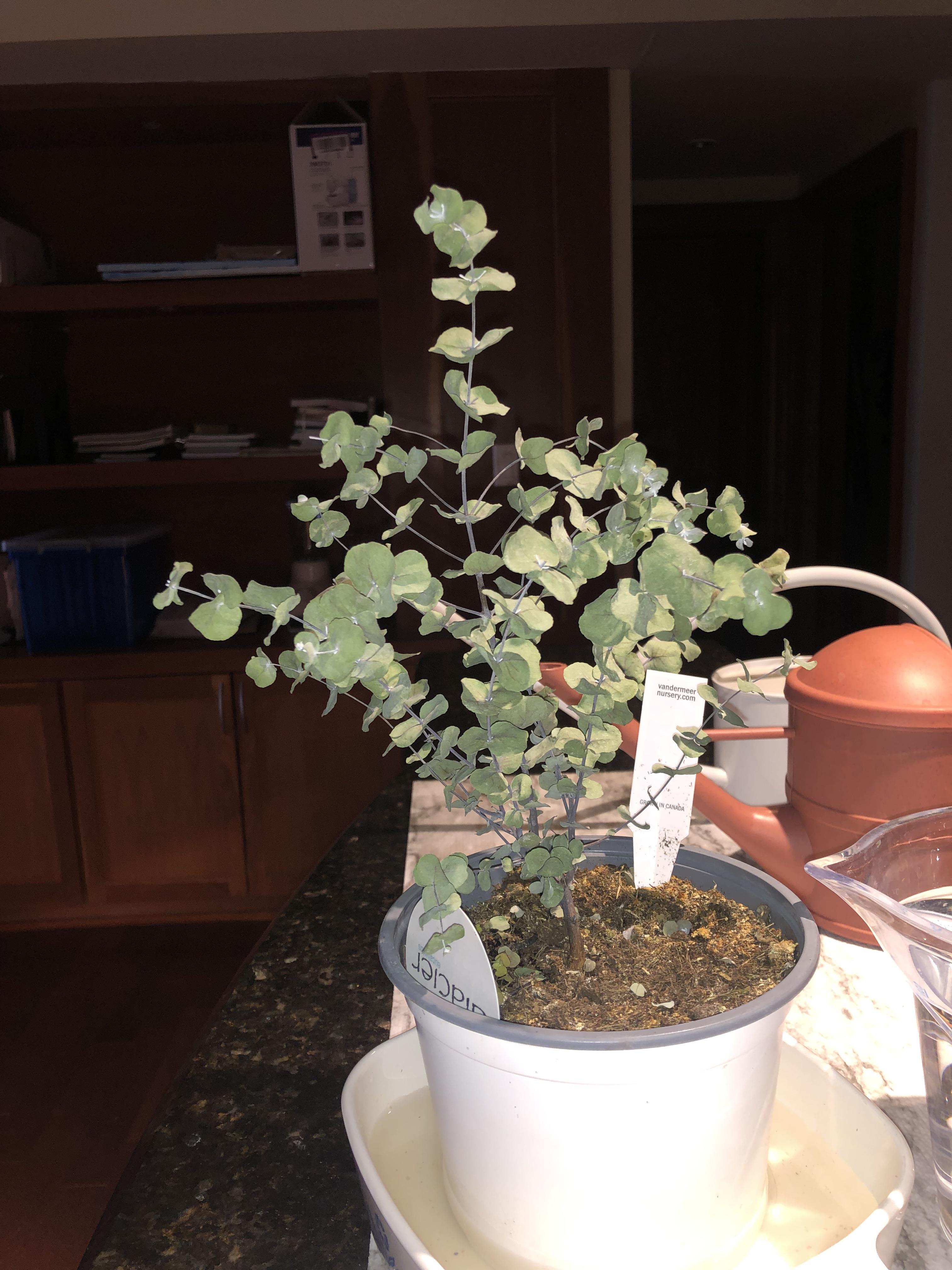 someone help my dry (dying?!) eucalyptus!!! details in comments r