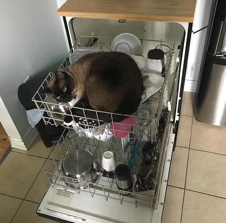 Tom seems to like the comfort of warm dishes right out of he dishwasher