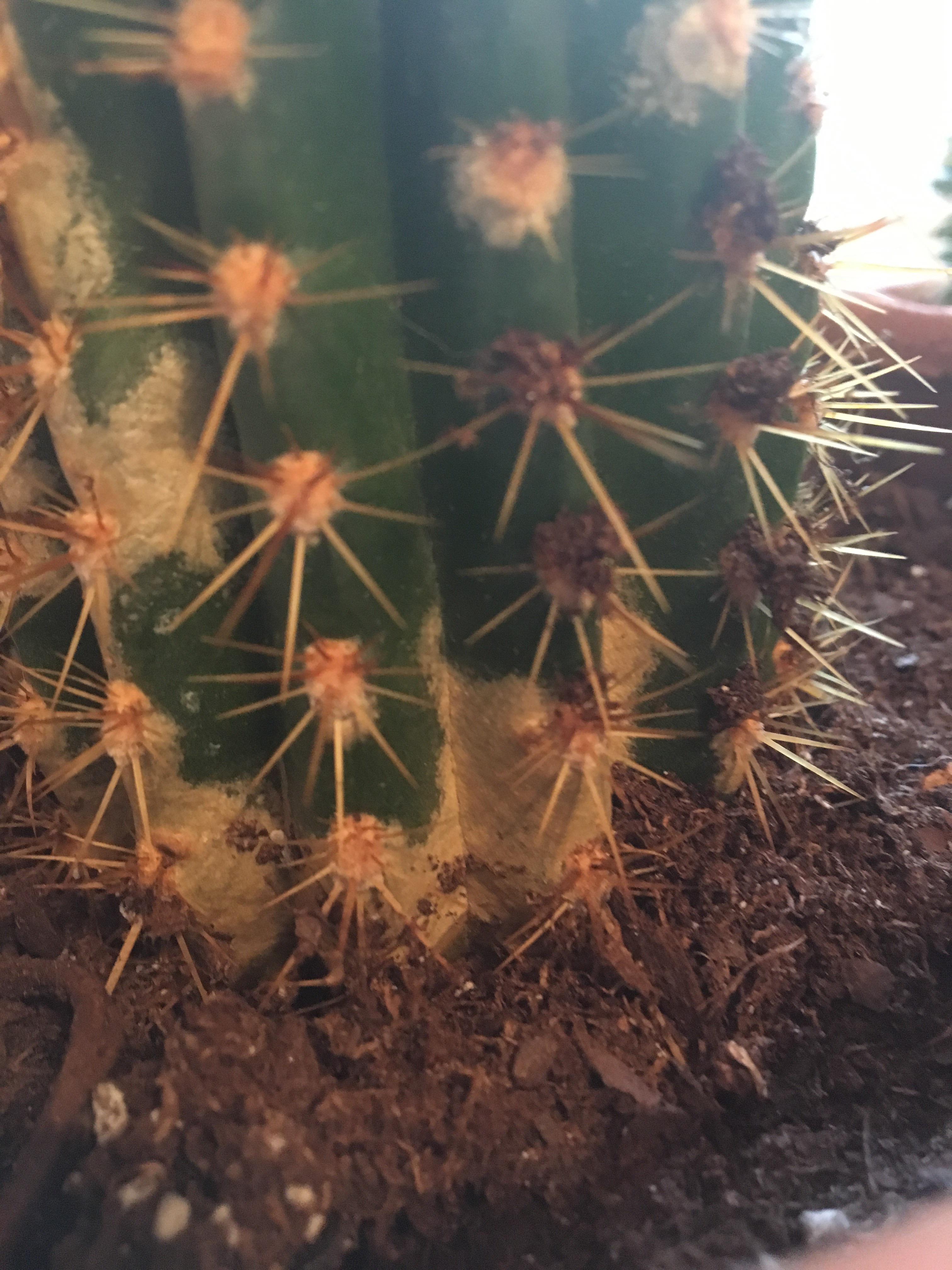 Help! Is this a fungal infection? It was fine for quite a while until I