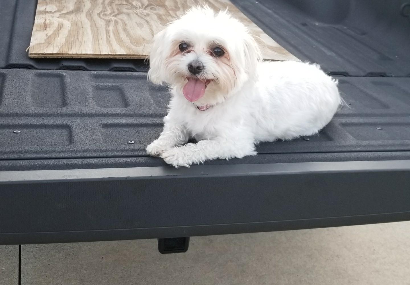 Maltese Vs Bichon Reddit