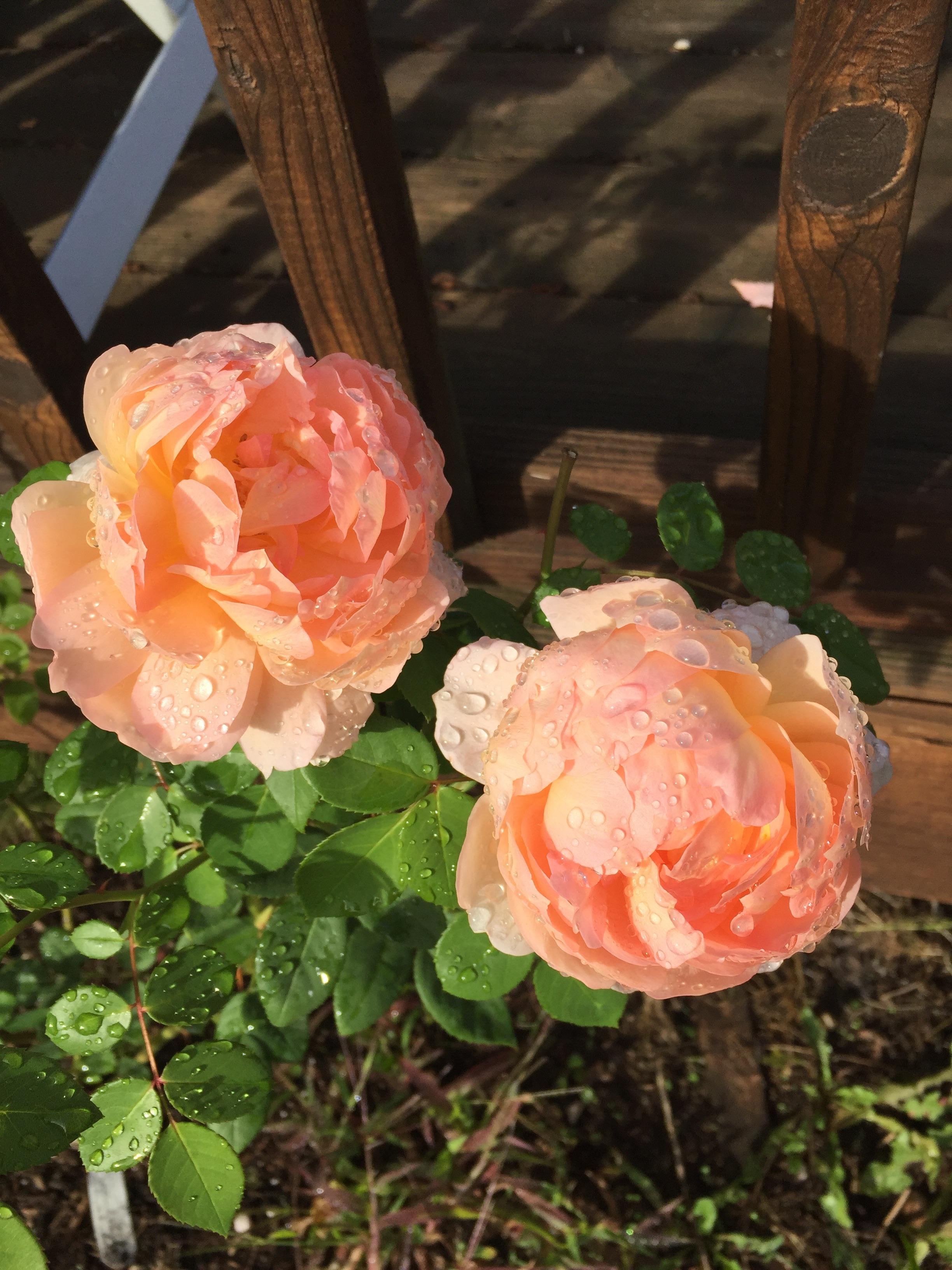 RainKissed Roses 🥀 gardening