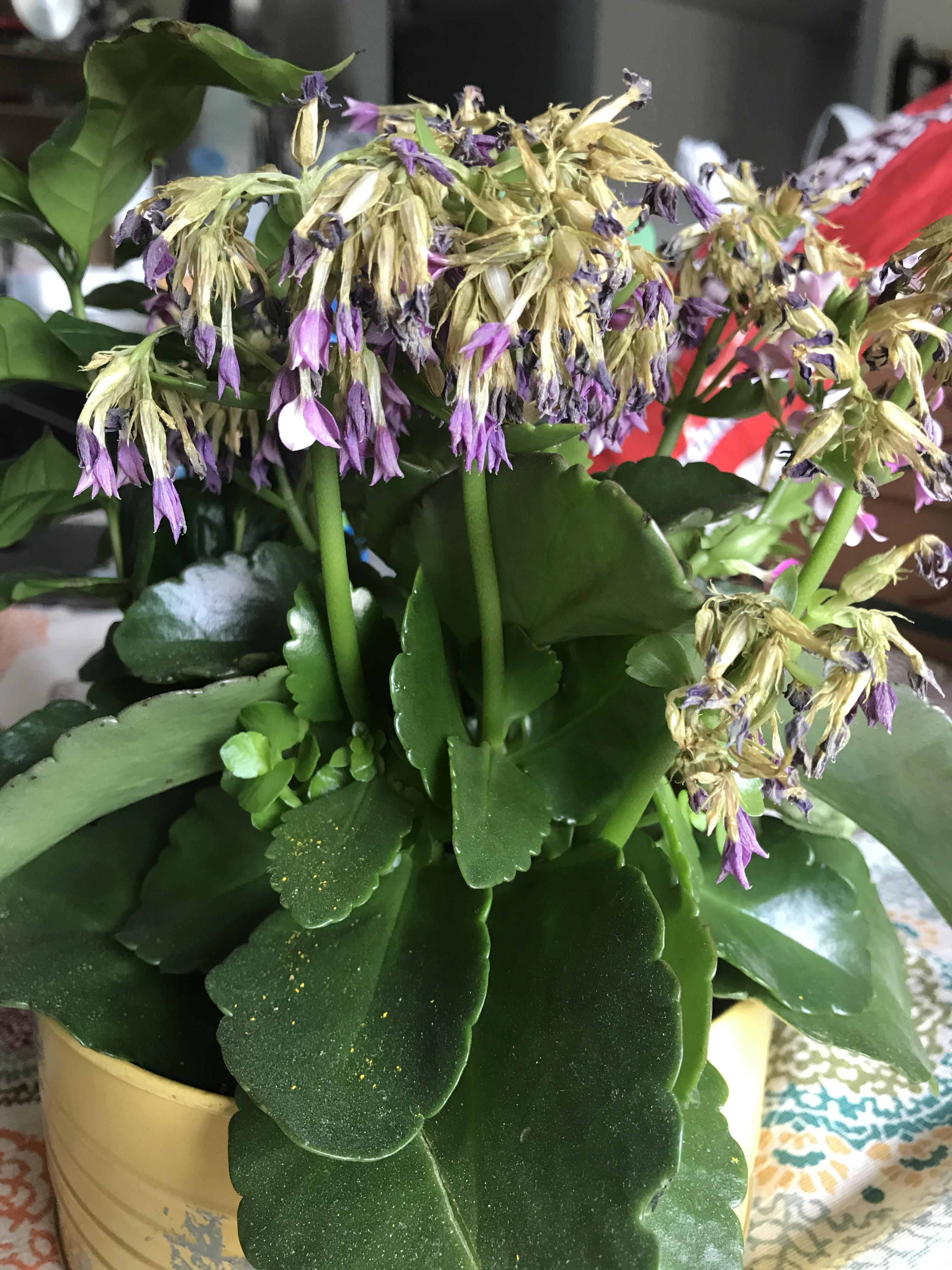 Do I deadhead just the spent blooms? Or do I snip the base of the whole