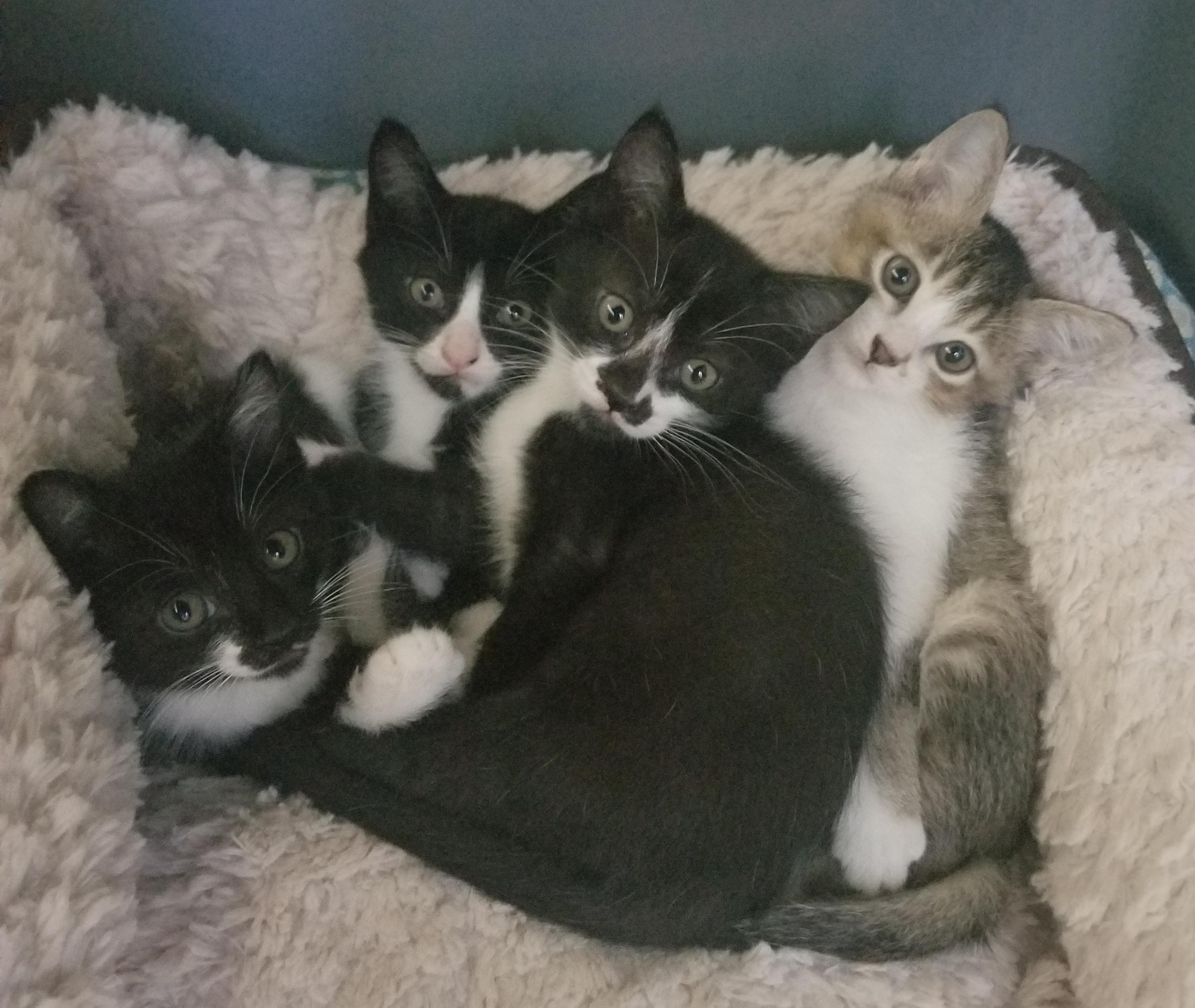 Okinawa Kittens need a home for them before I leave in less than 2