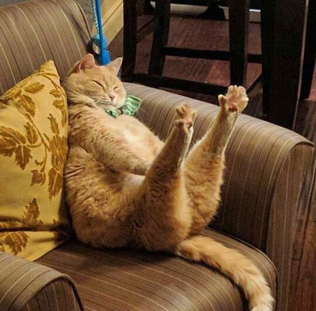 This Cat Stretching aww
