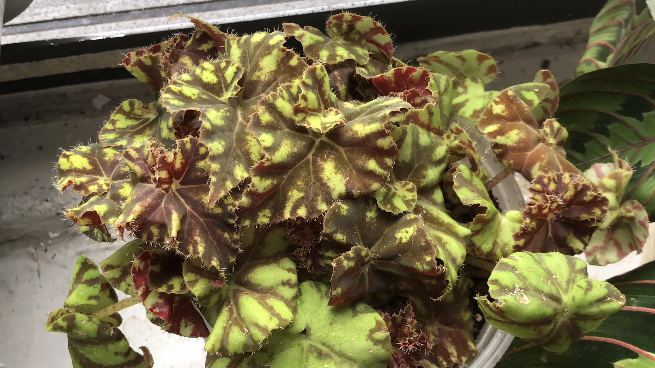 Begonia zumba was positively glowing today ) r/begonias