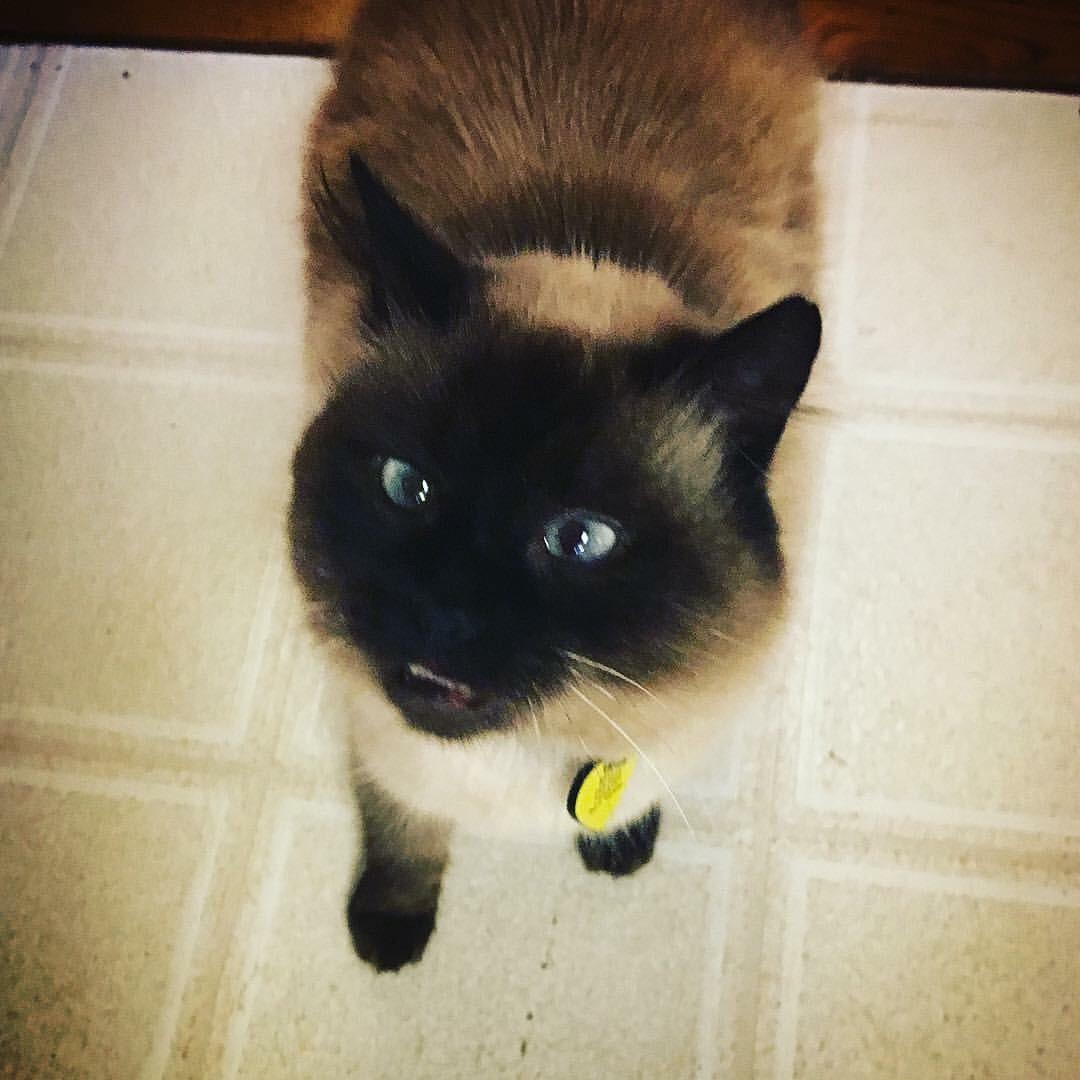 This is Bella. She was a stray cat that adopted us and became an indoor