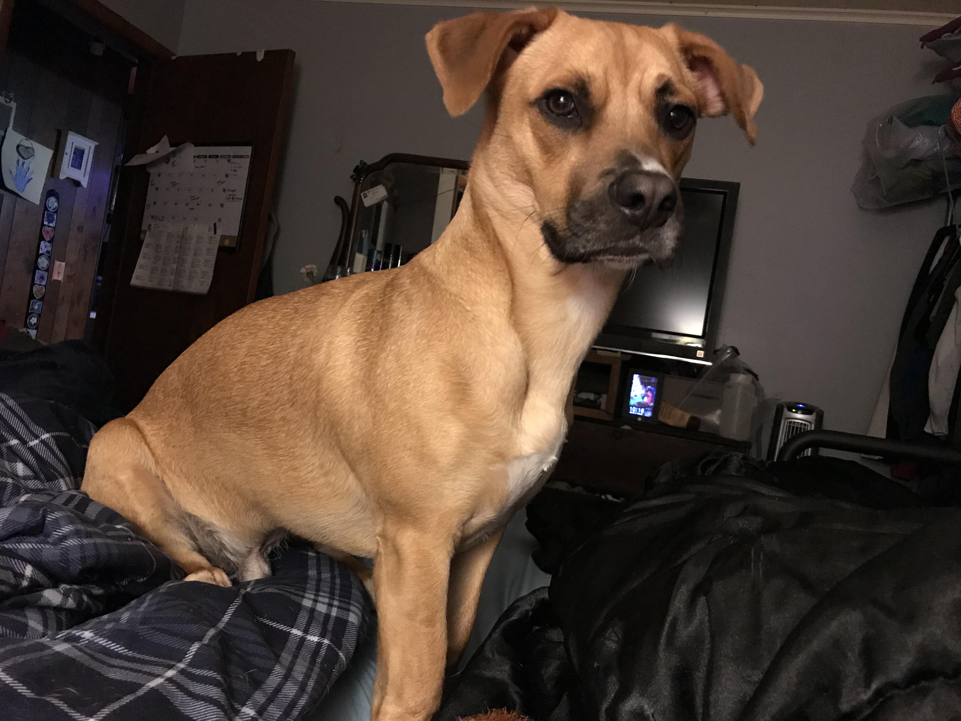 He’s a rescue from the virgin islands. They called him a Coconut