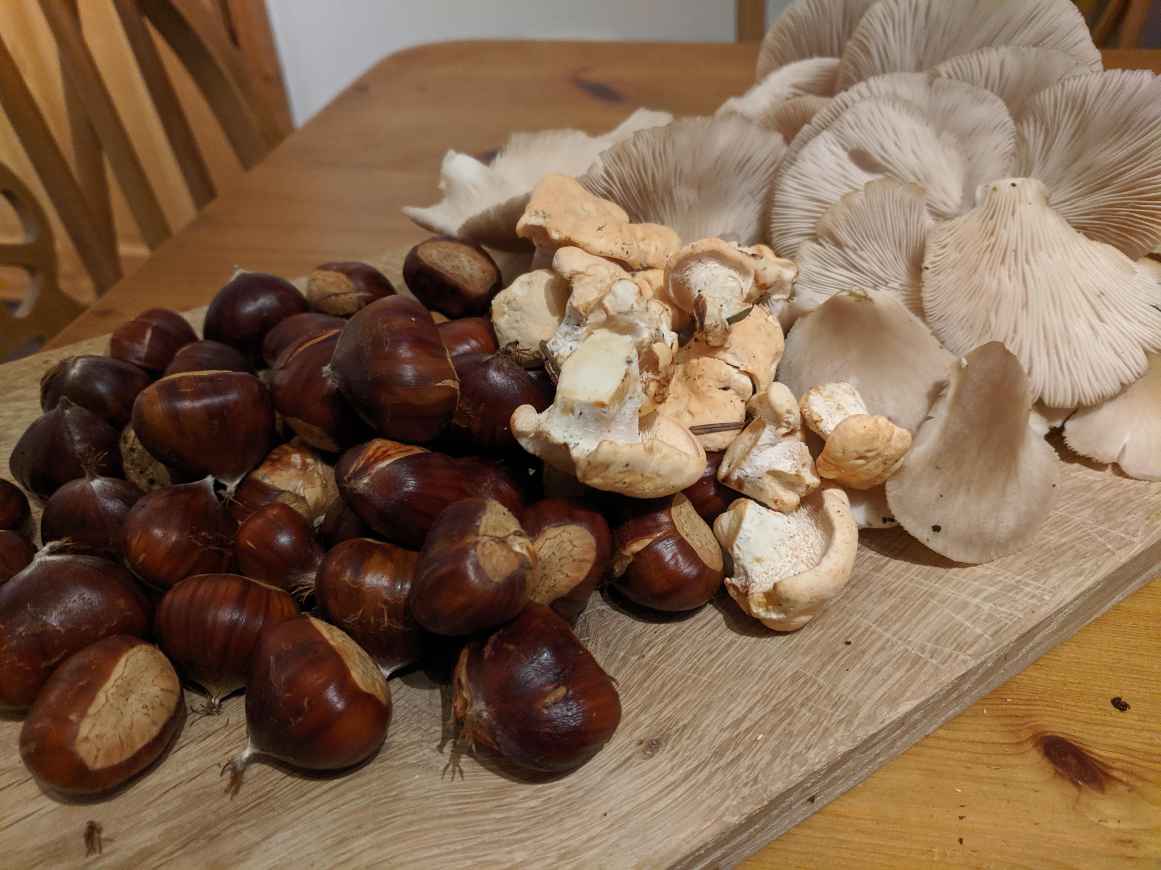 Sweet Chestnuts, Oyster & Hedgehog Mushrooms (North Wales) r/foraging