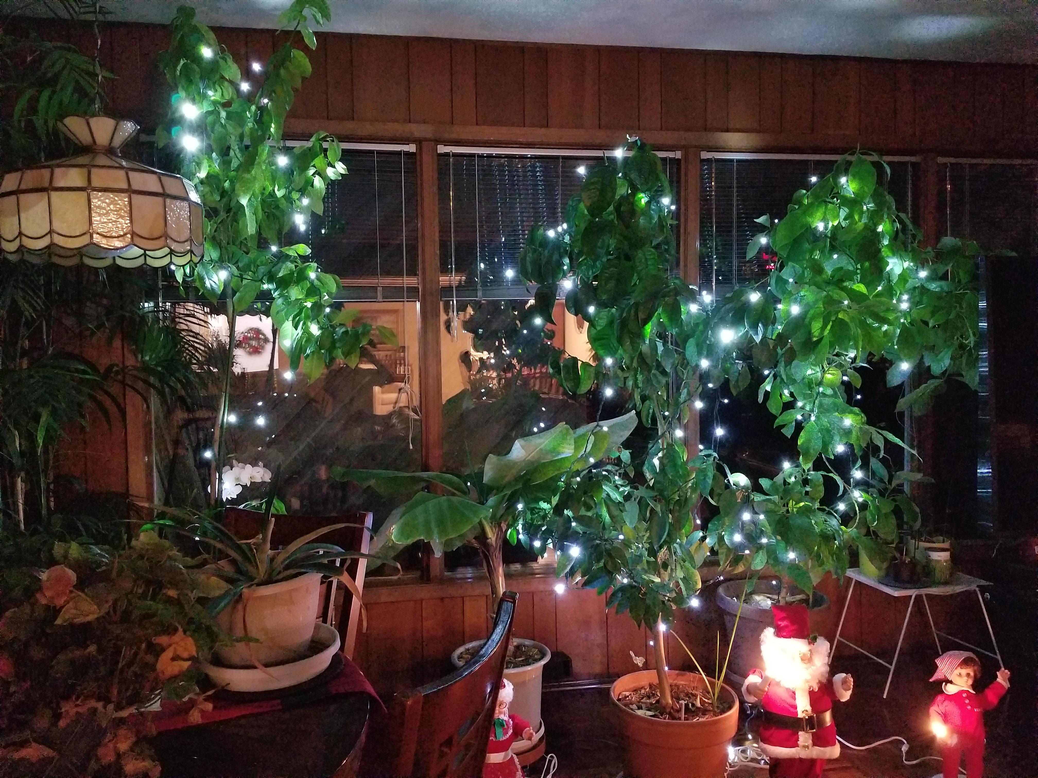 We didn't get a Christmas tree this year so my Dad put lights on the