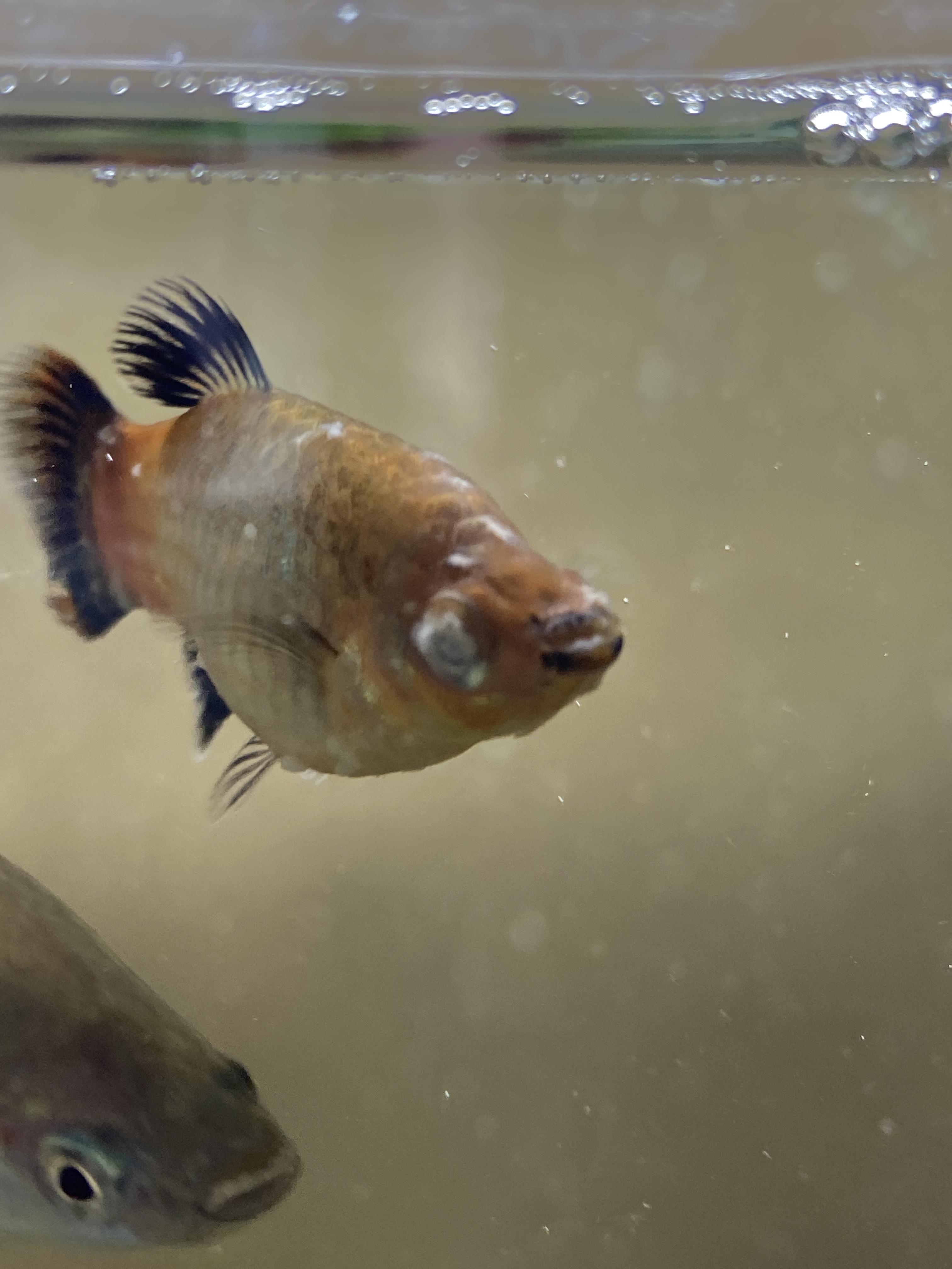 Cotton Wool On Eye Of Fish Top Sellers www.jkuat.ac.ke