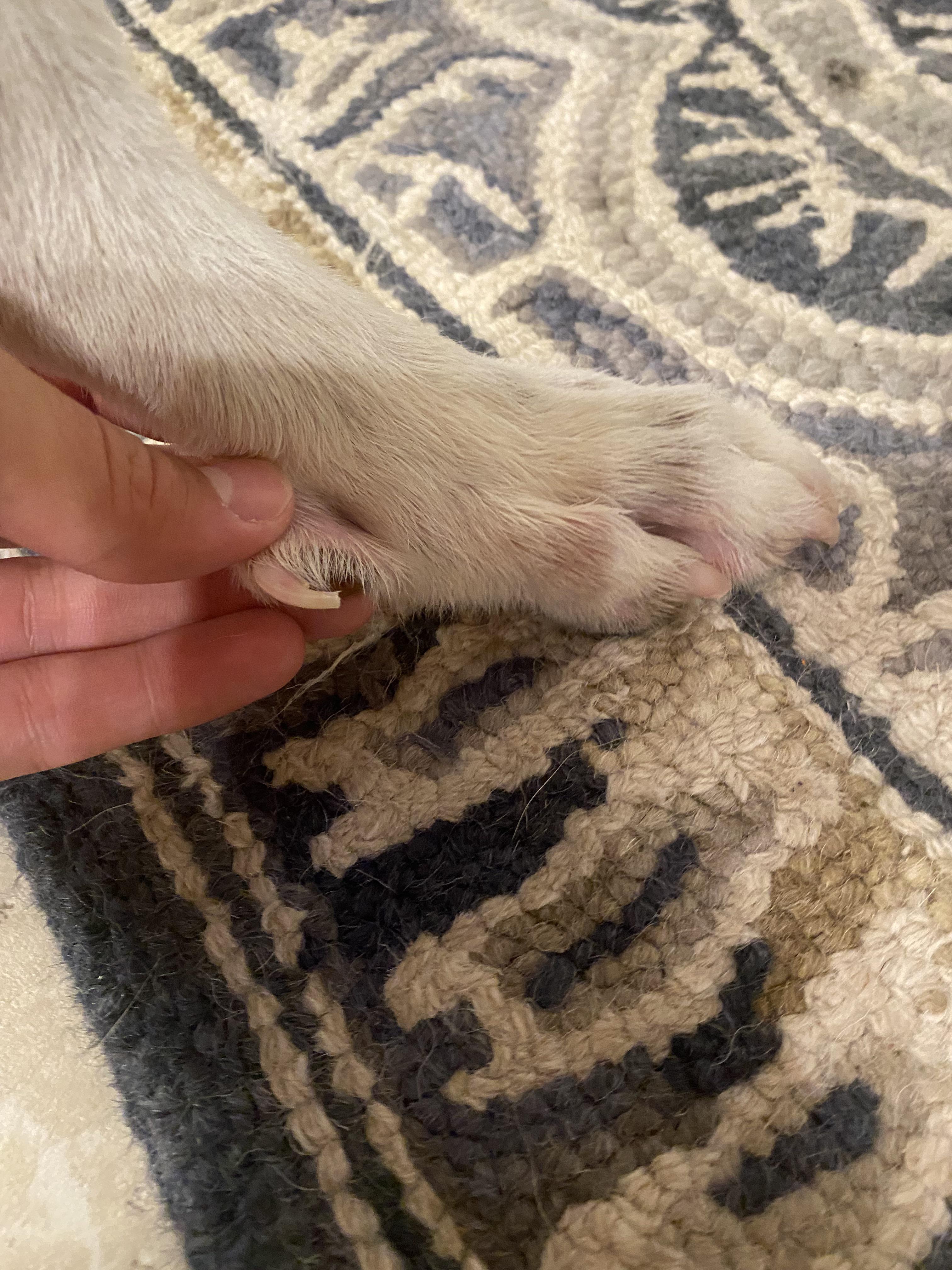 Do Springer Spaniels Have Rear Dew Claws