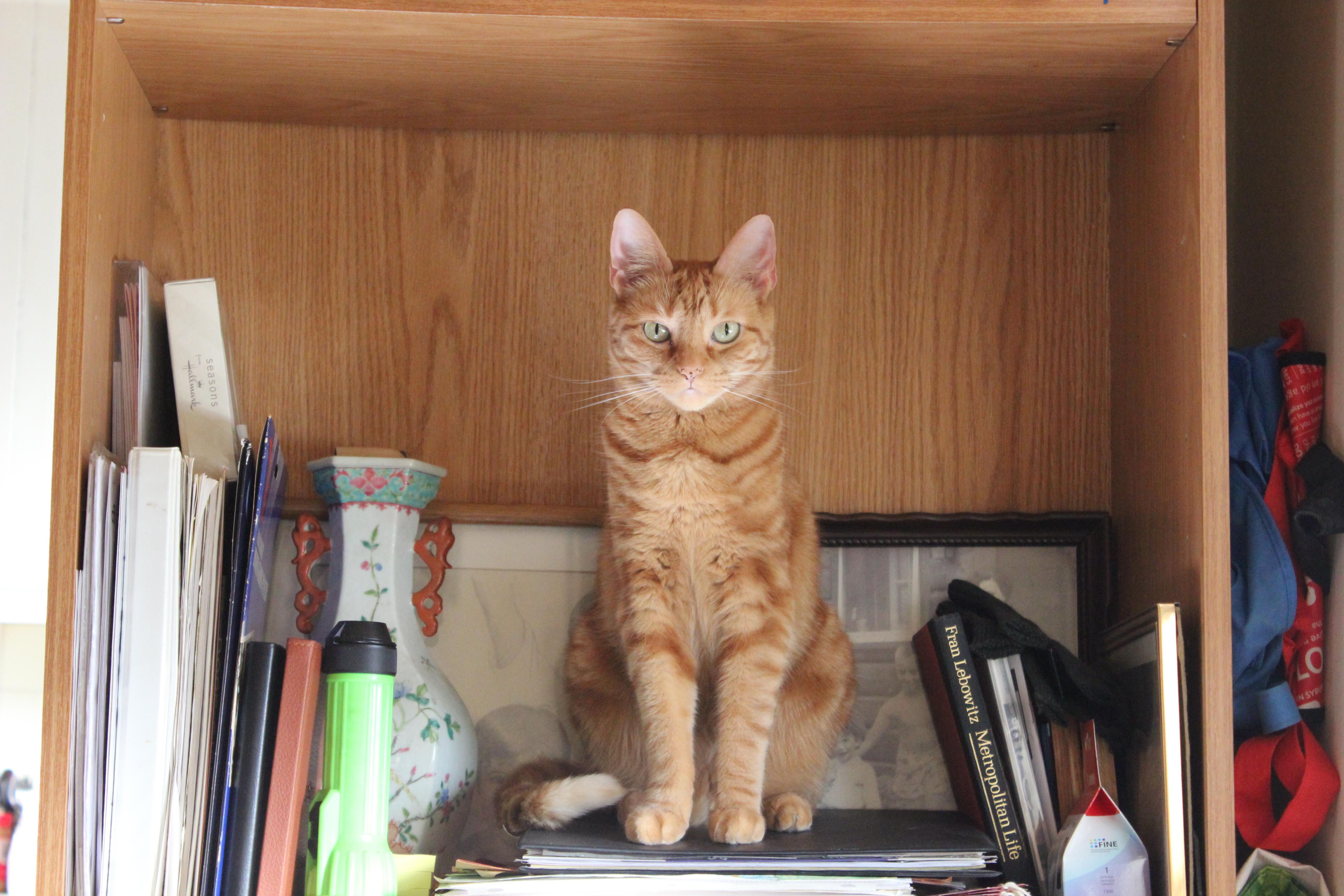 What, you've never seen a bookcase colored cat? aww