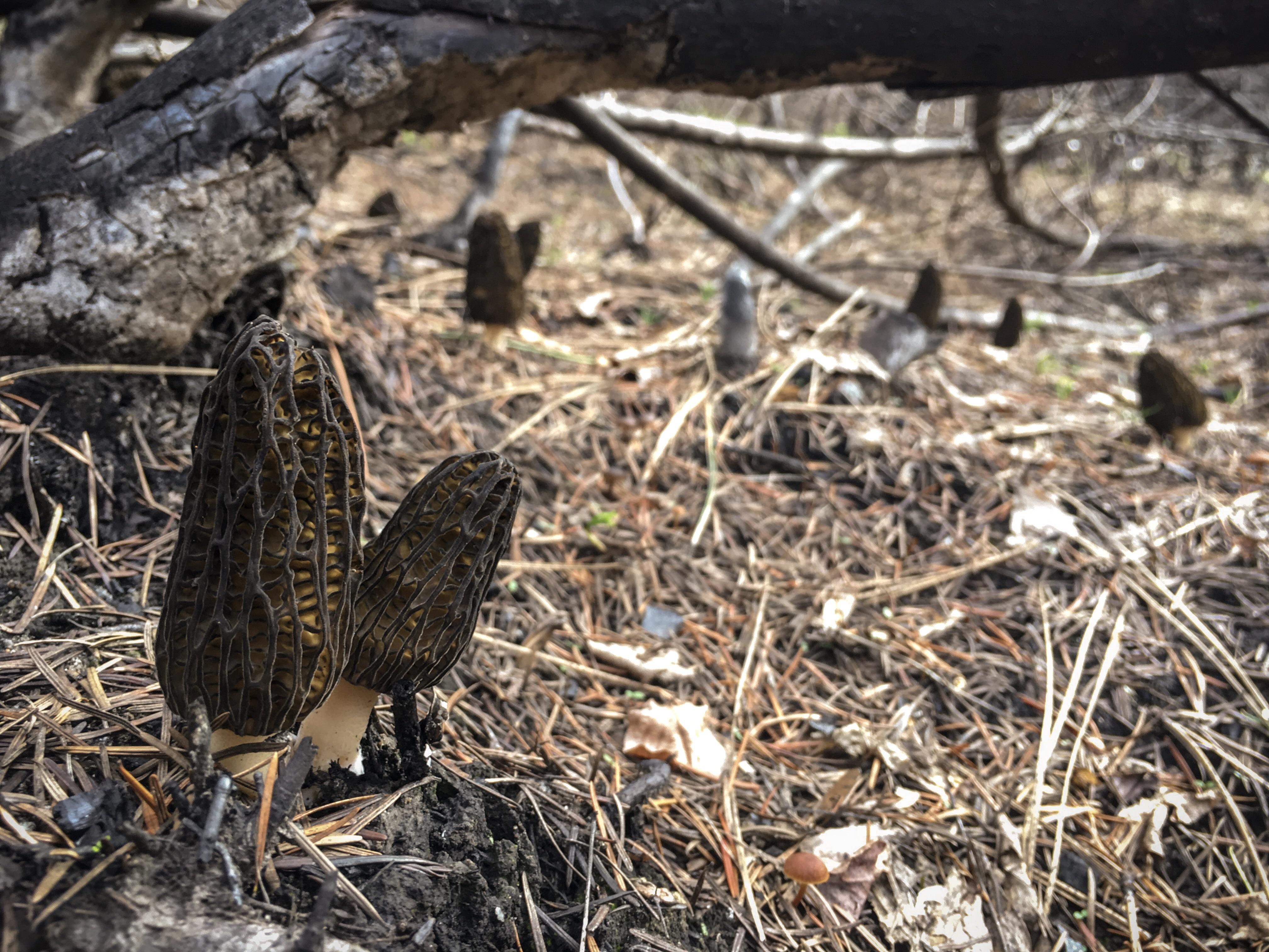 Morels are on for the Season! r/Montana
