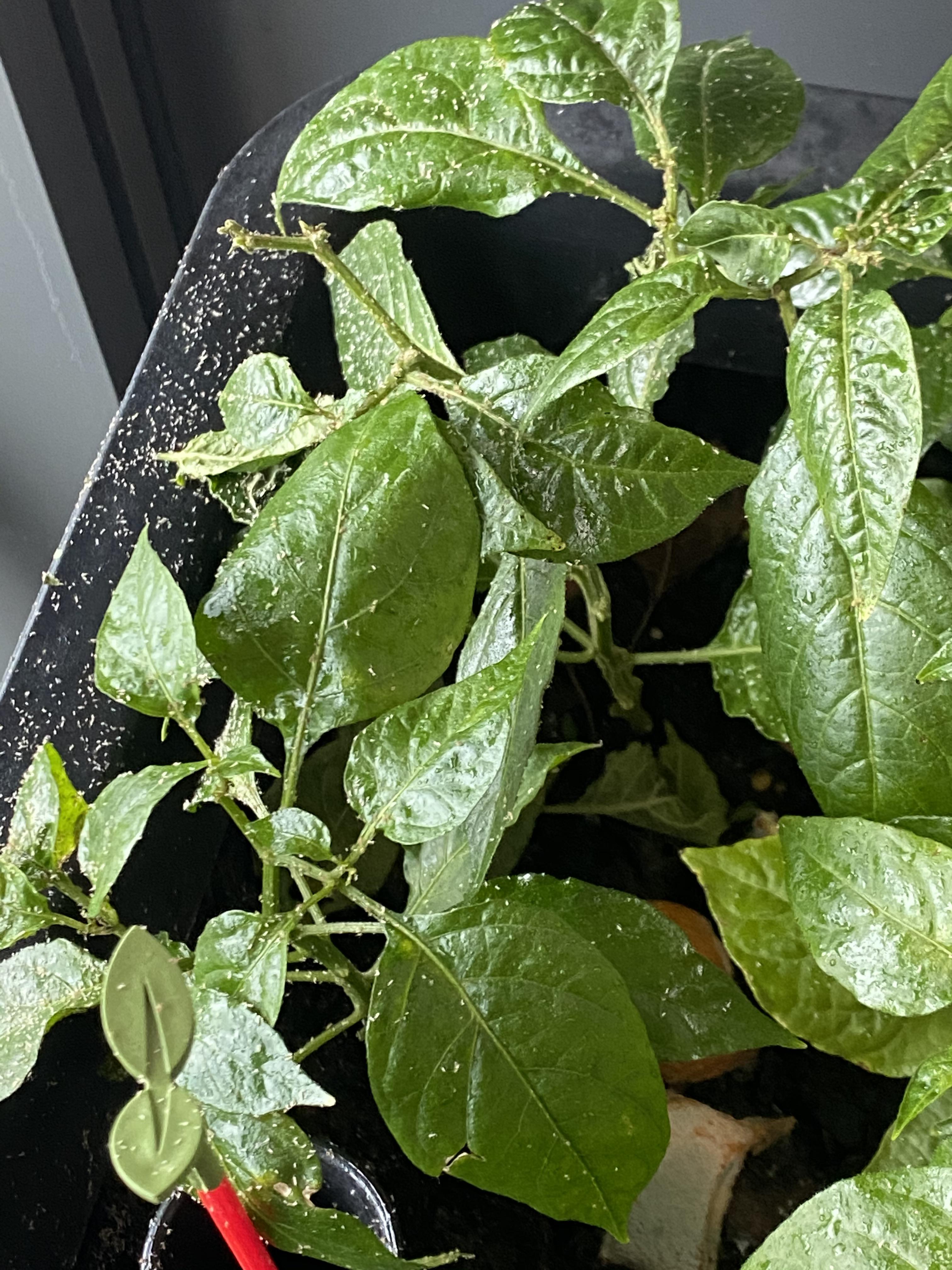 Garden bugs does anyone have any advice for getting rid of these bugs? Tried using orange peel