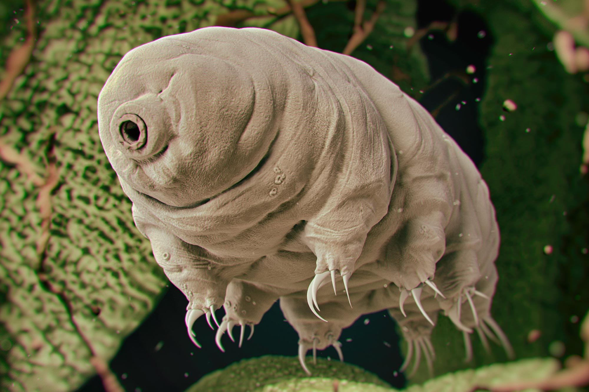 A close up photo of Tardigrades also know as water bears which are
