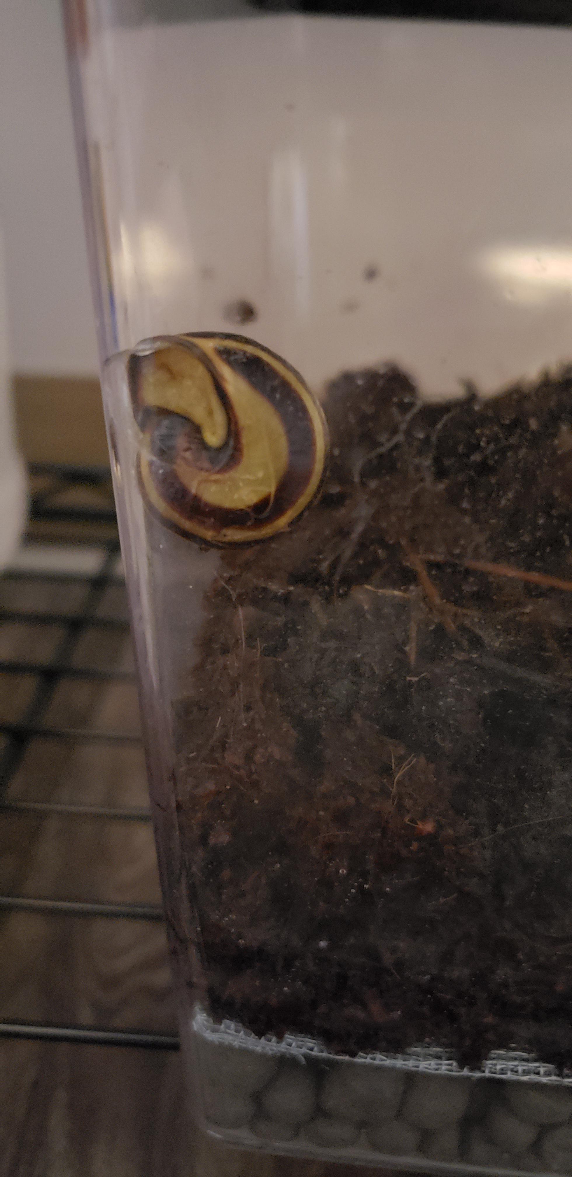 Grove snail hibernates all the time r/snails