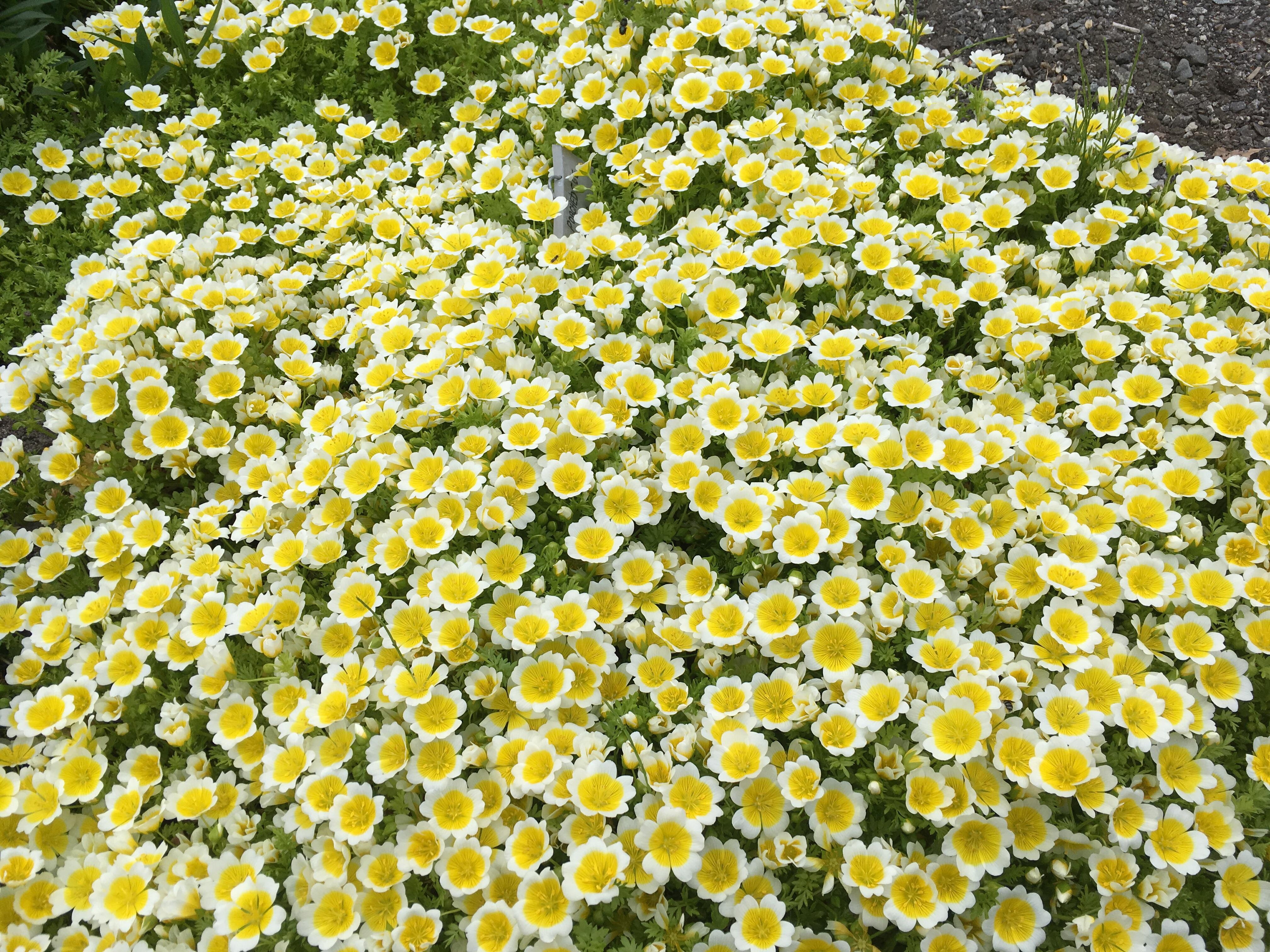Look at these amazing poached egg plants. Goals! r/gardening