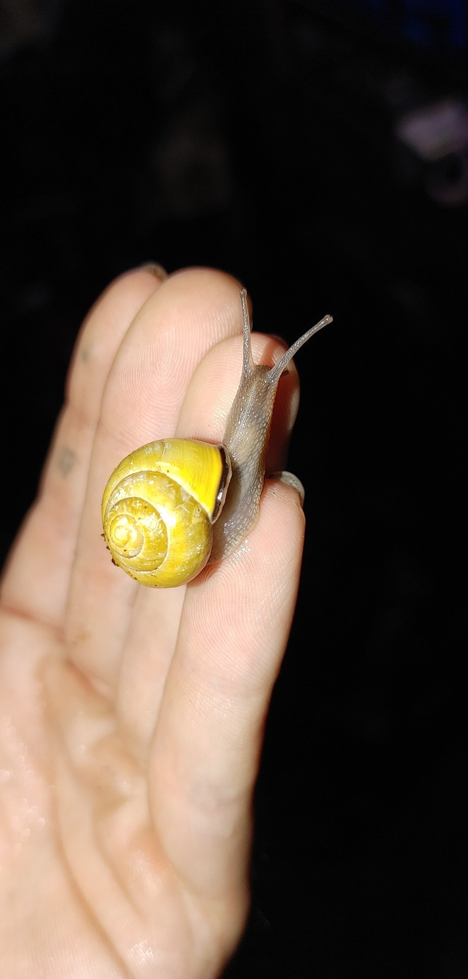 Best Grove Snail Posts Reddit