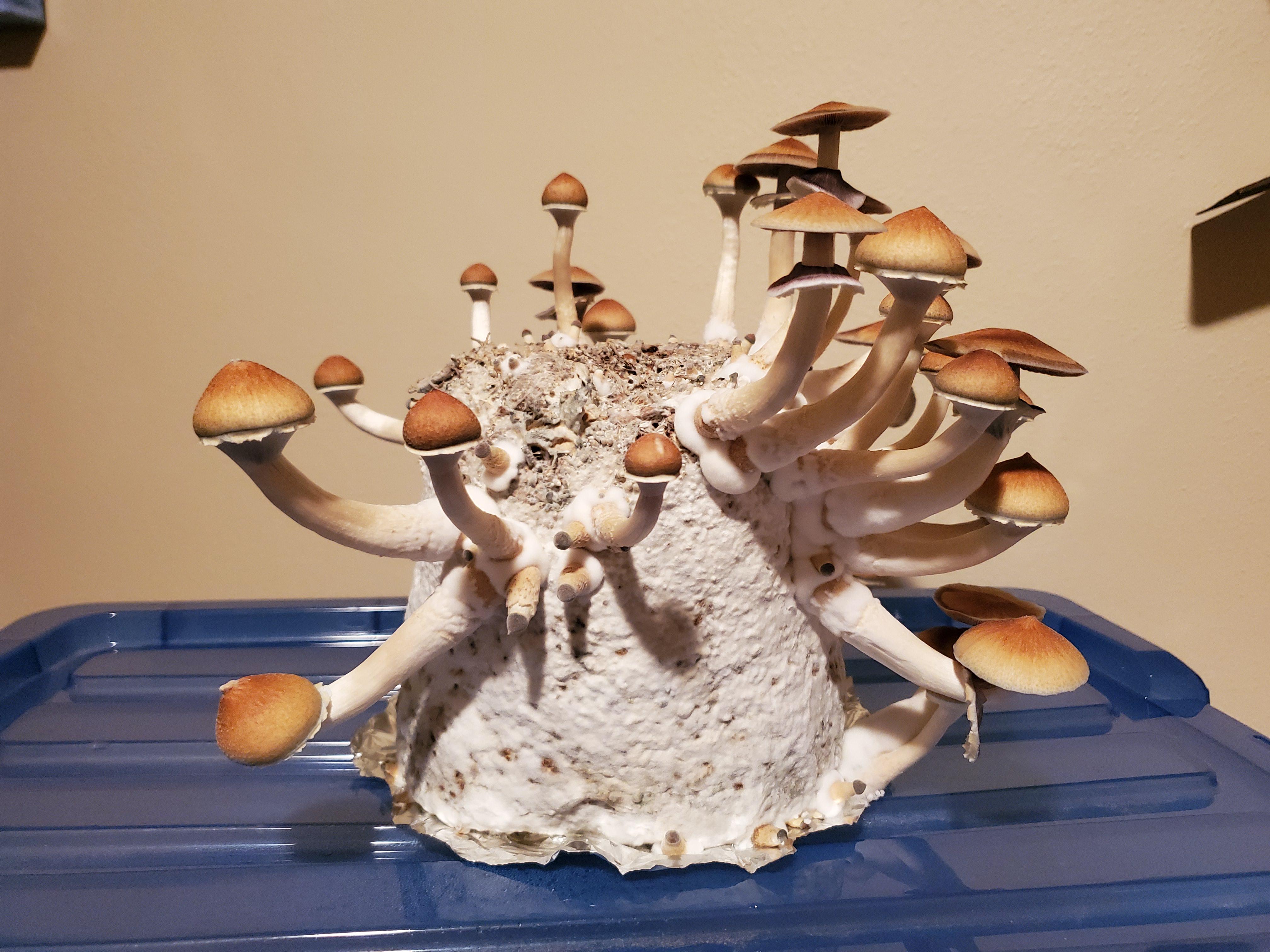 Beautiful 2nd flush from the b+ cake. Really pretty mushrooms. shroomery