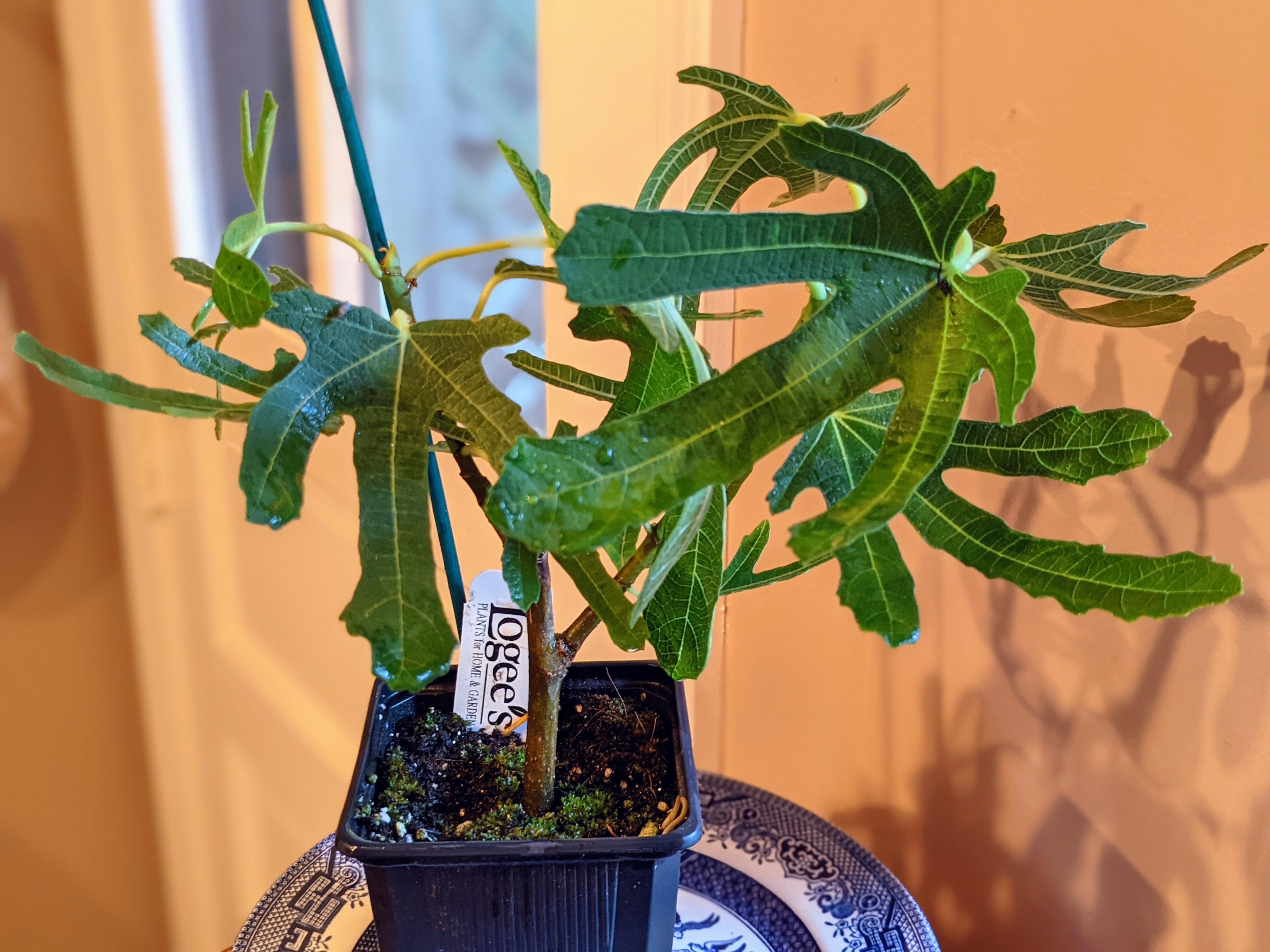 Indoor grown fig Raspberry latte Figs