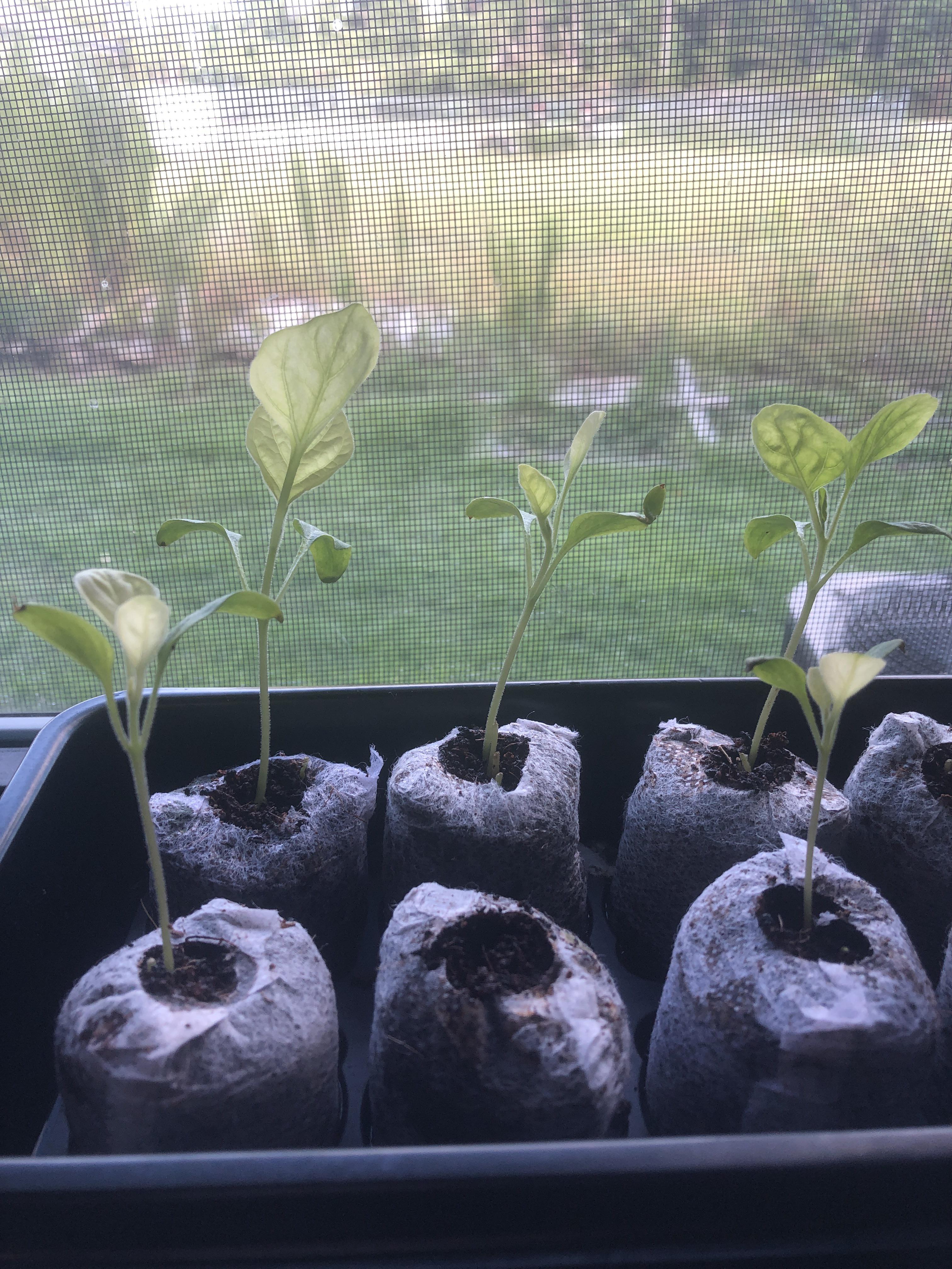 Why are my eggplant seedlings yellow and transparent? r/gardening