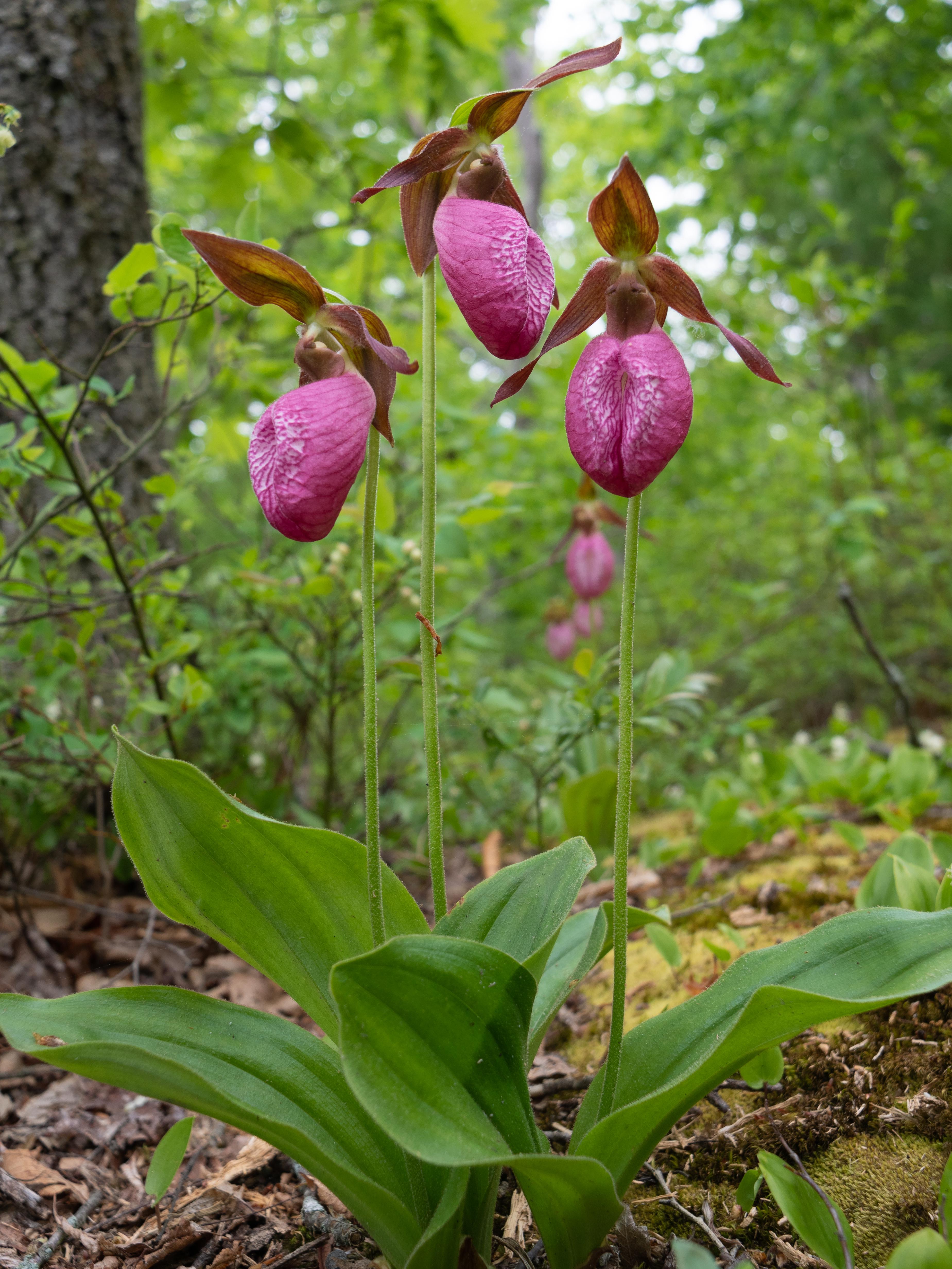 Lady Slippers, spotted while hiking recently. r/flowers