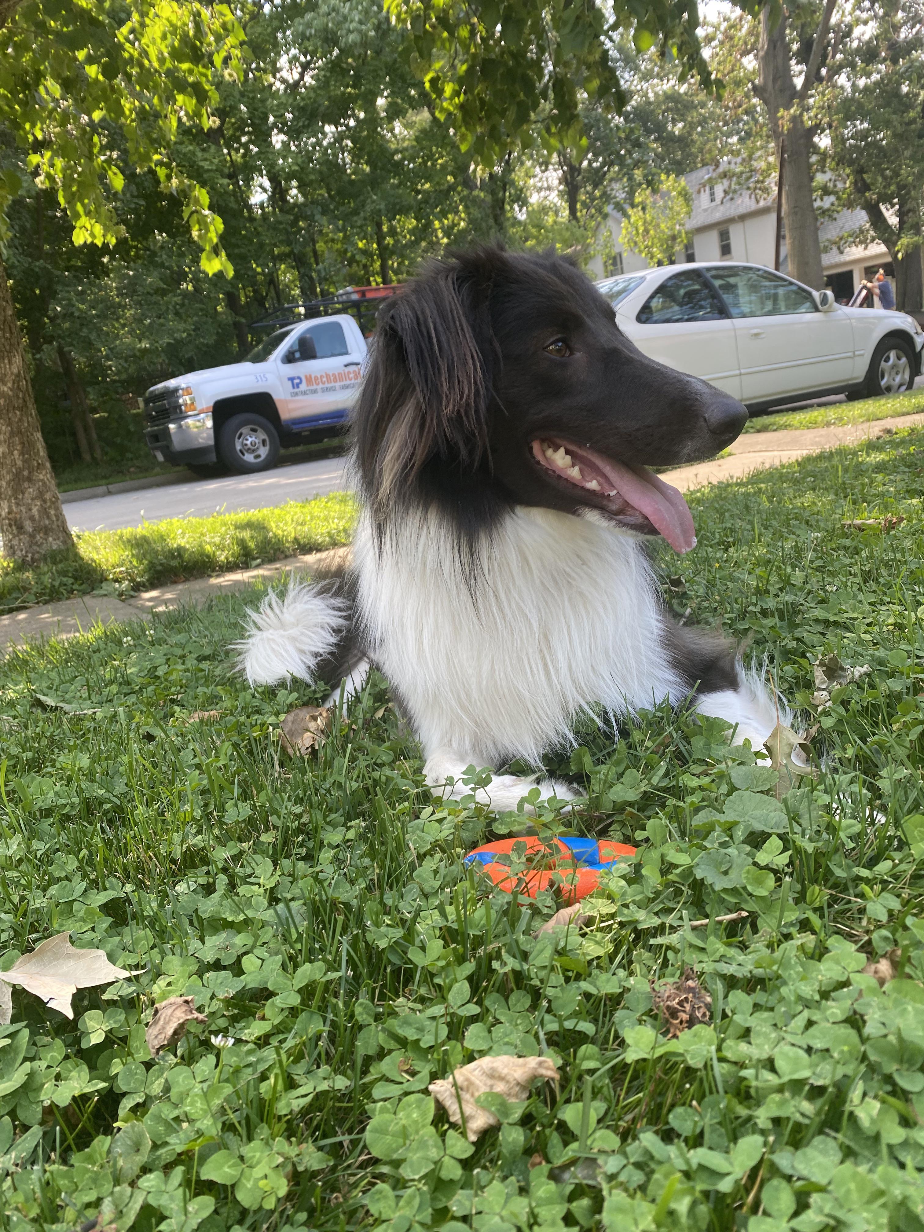 What homemade dog food recipe do you all use? Considering going that