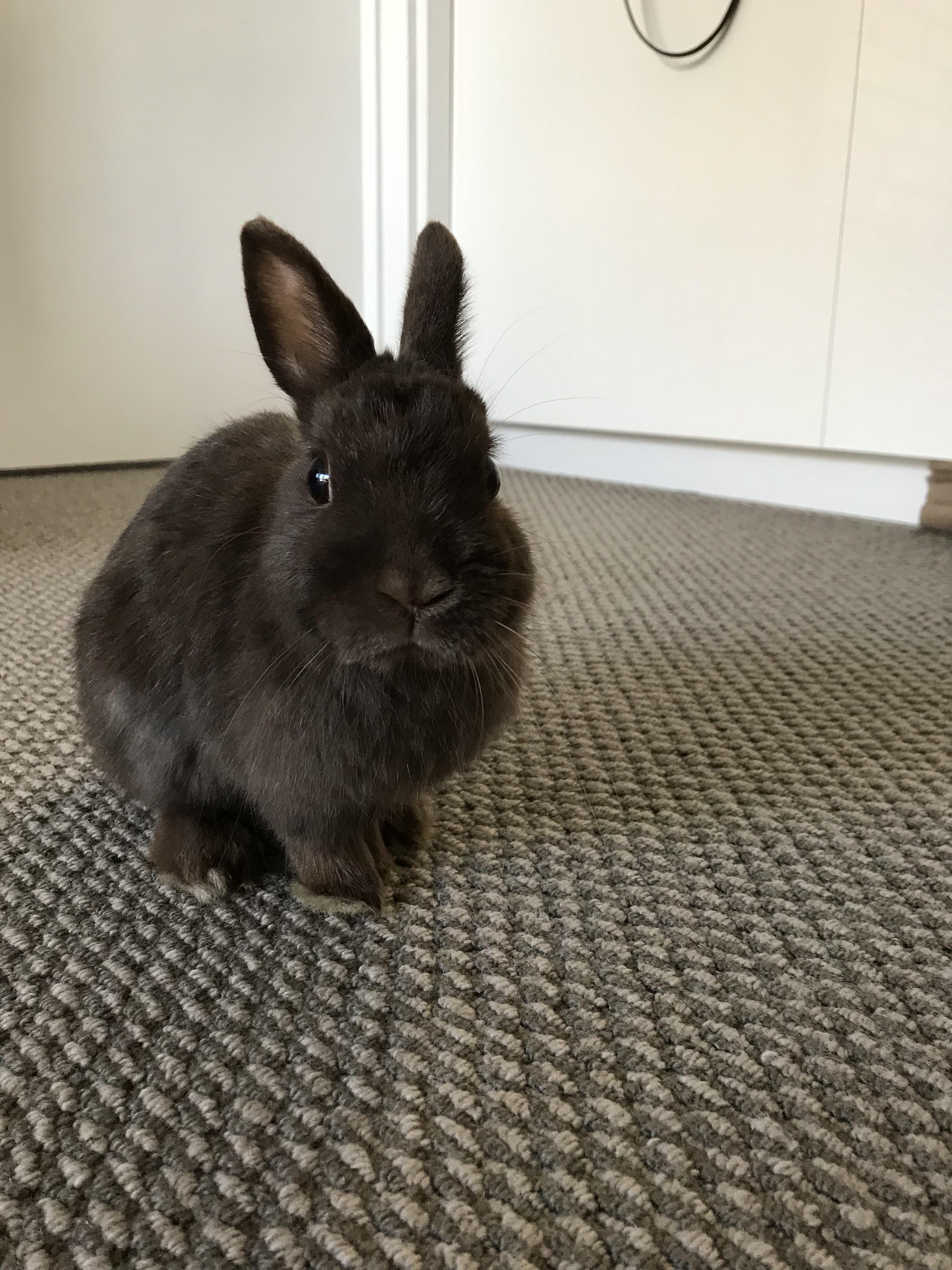 Tiny bun will stay tiny forever r/Rabbits