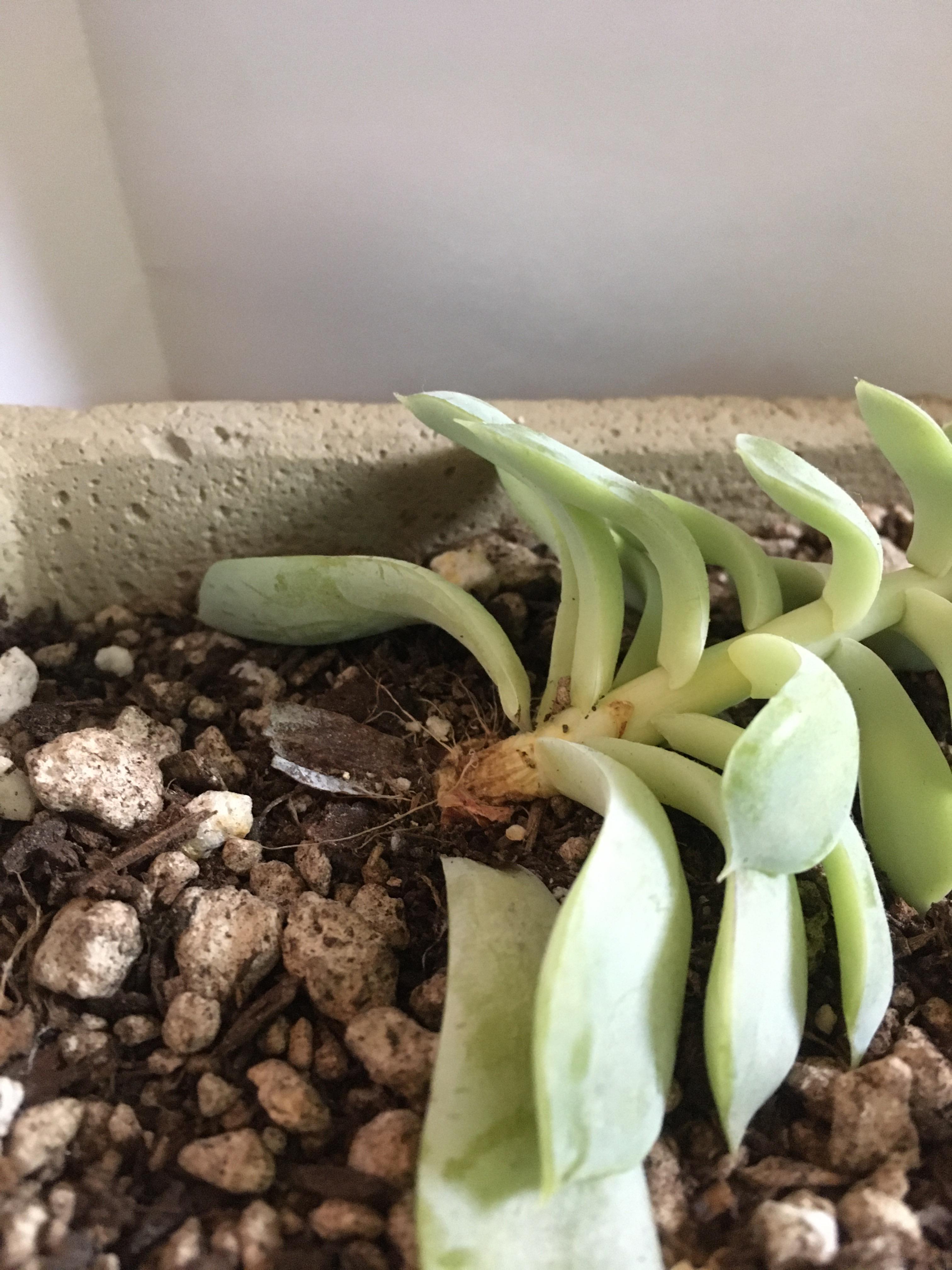 My succulent started falling over a couple days ago. Can someone help