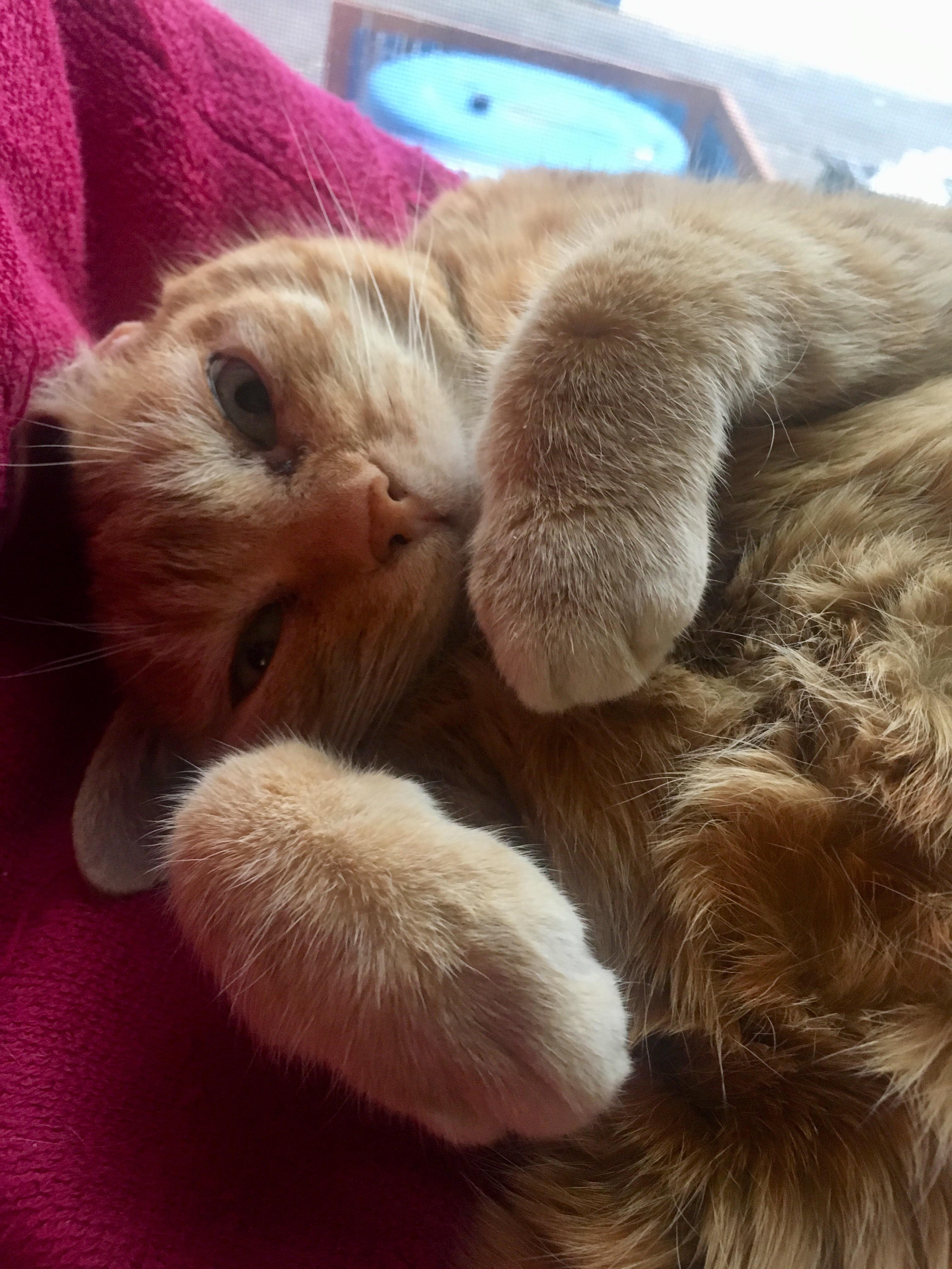 Buttercup craves your belly rubs r/AnimalsBeingDerps